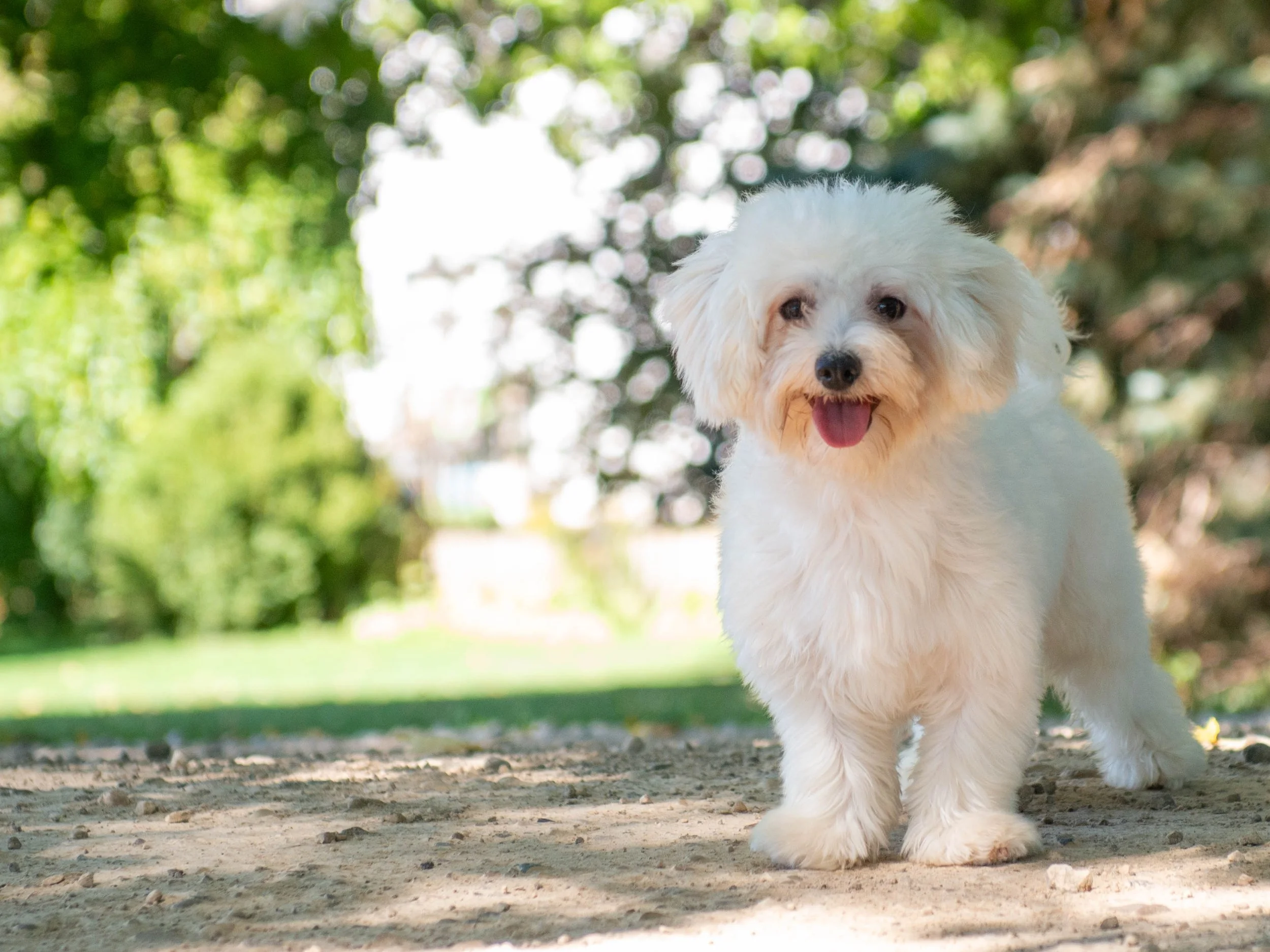 A cute white fluffy dog walking outdoors on a sunny day with green foliage in the background.