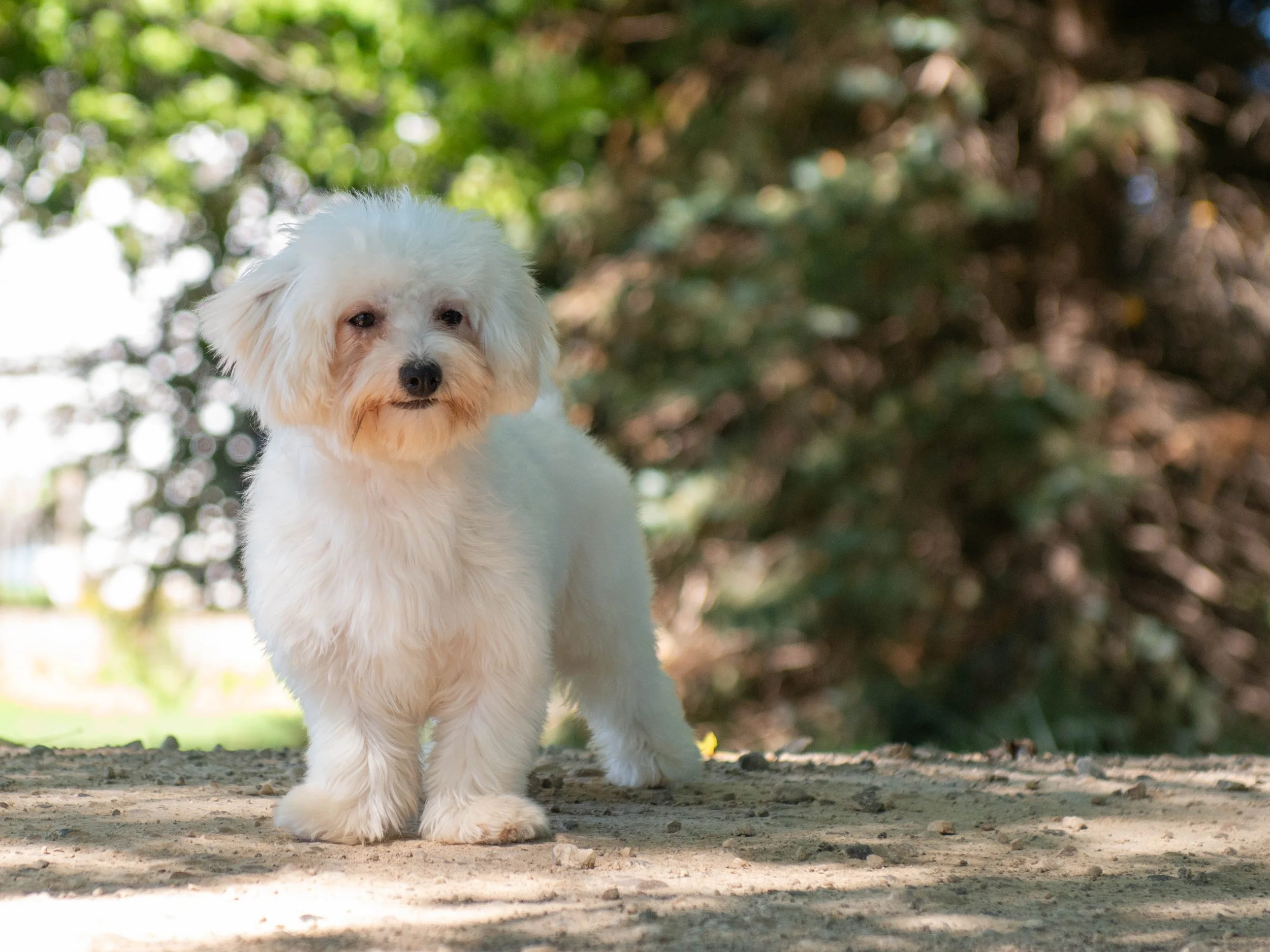 A small white dog with curly fur standing outdoors on a dirt surface with a blurred background of green foliage.