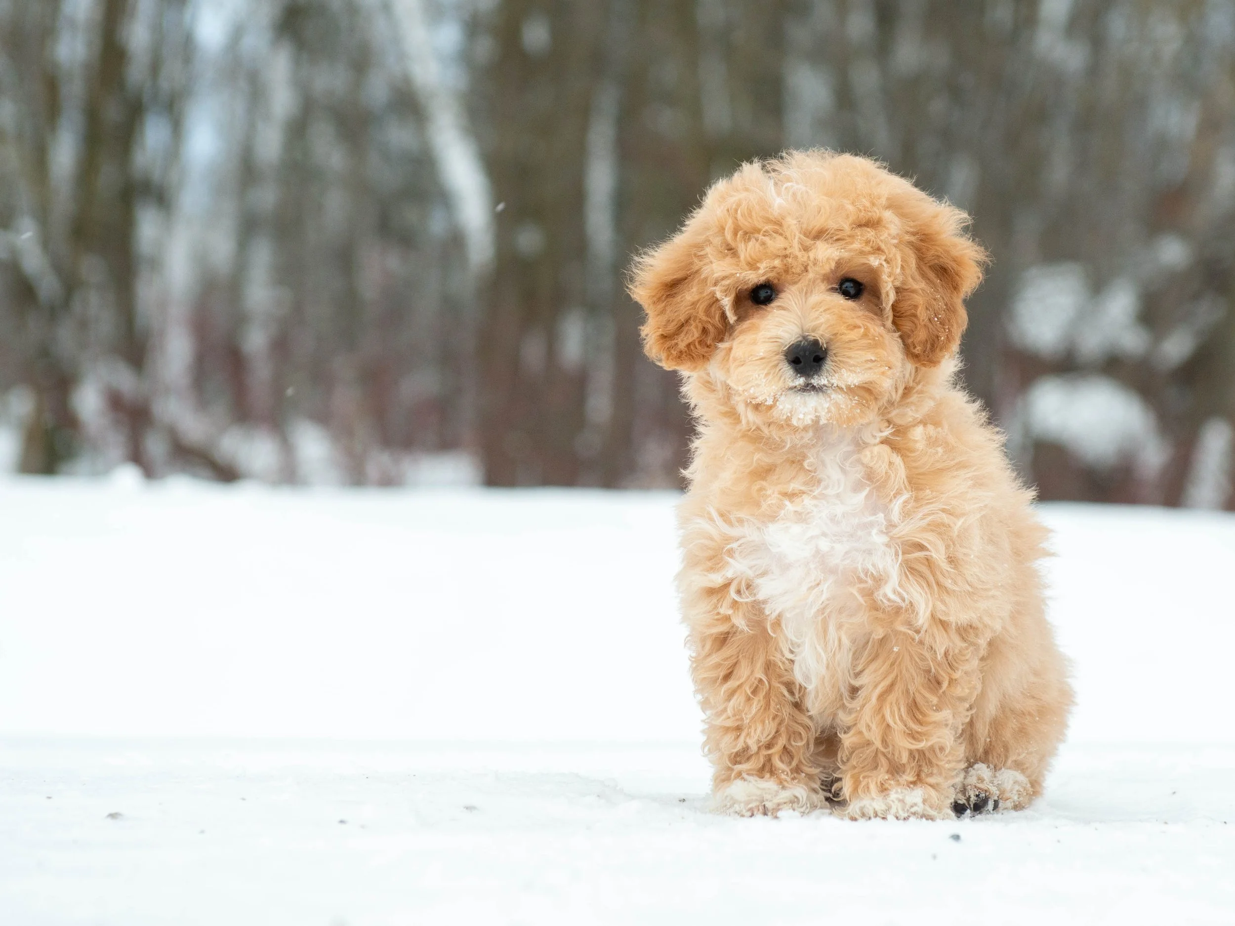 A cute, fluffy, apricot-colored poodle puppy sitting on snow in a winter forest with blurred trees in the background.