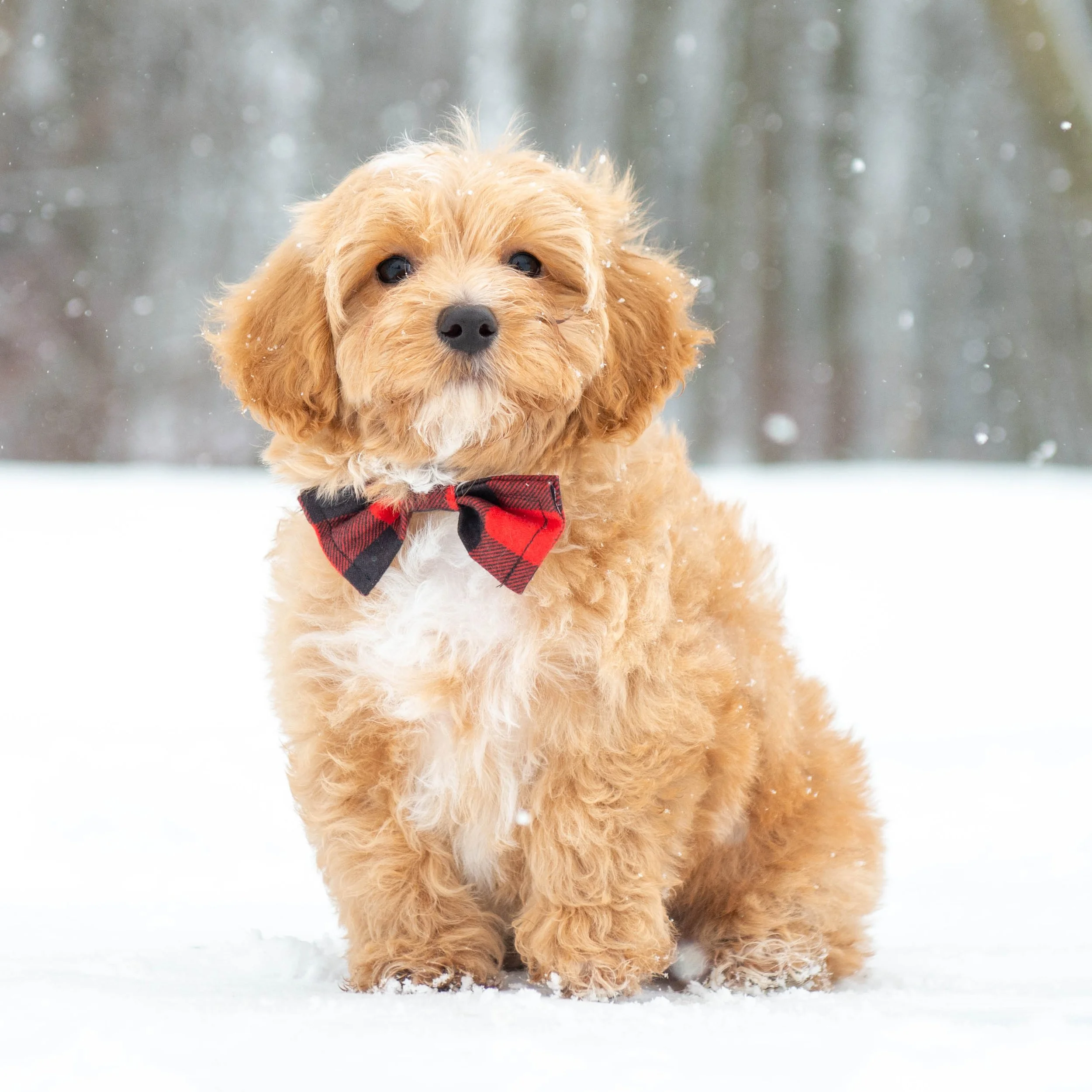 A fluffy golden retriever puppy with a red and black checkered bow tie sitting outdoors in the snow, with blurred snowy trees in the background.