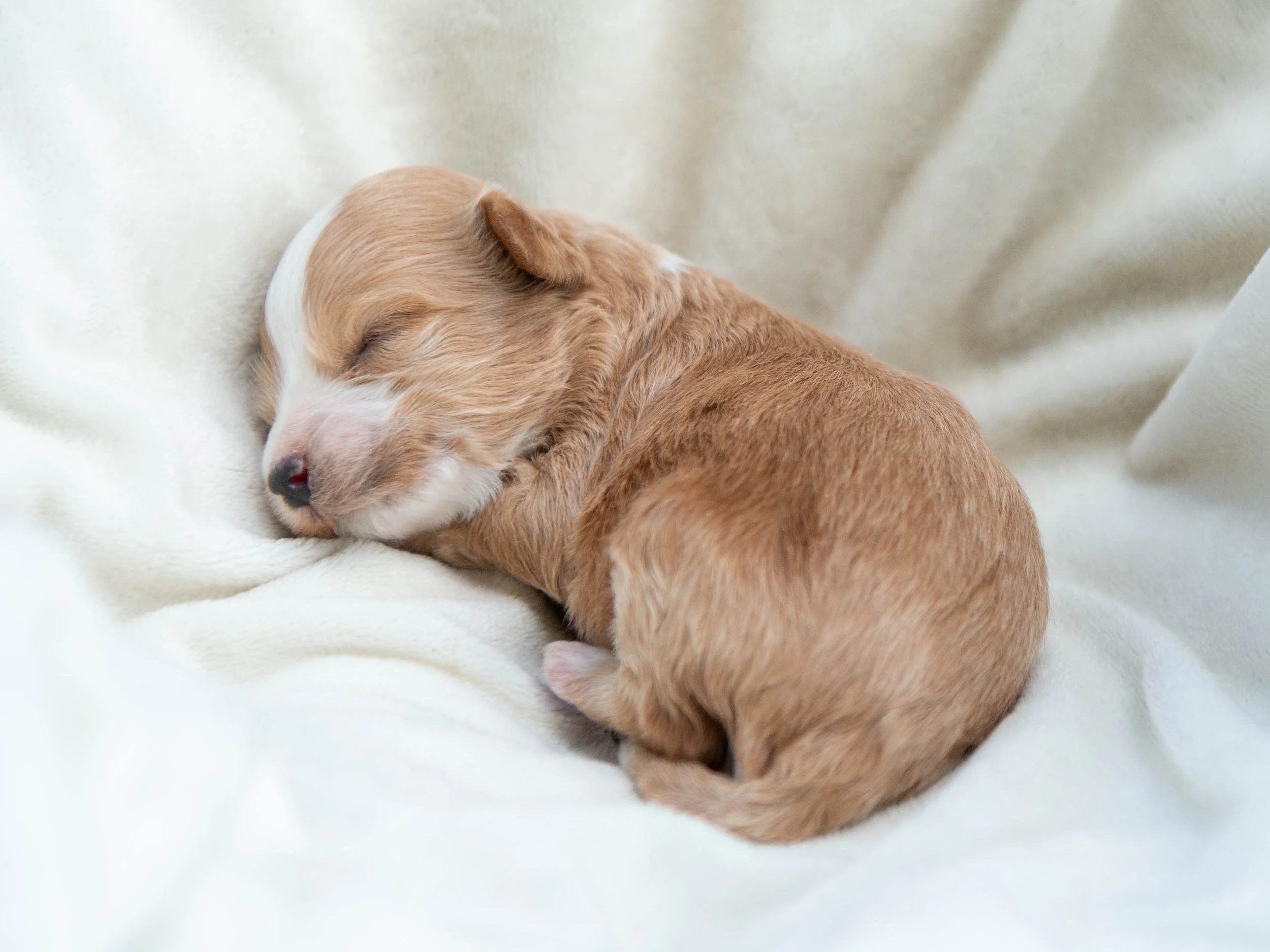 Close-up of a sleeping puppy with tan fur and white markings on a soft, light-colored blanket.