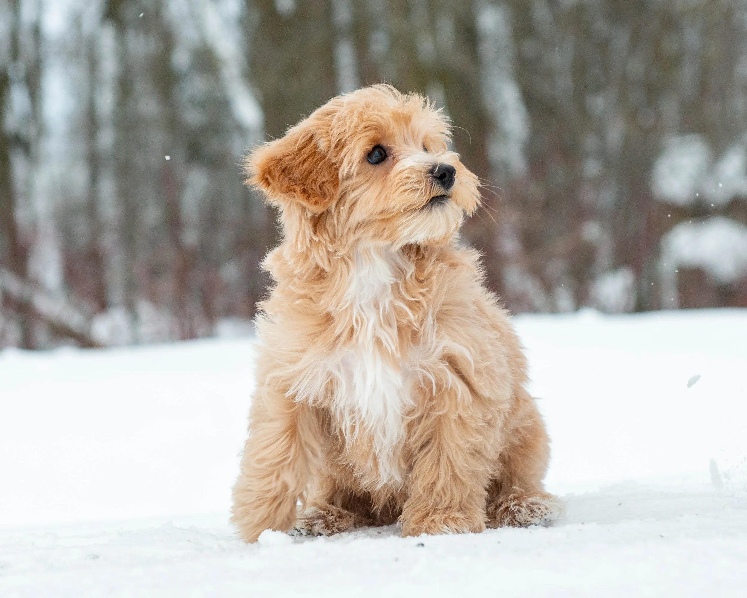 A fluffy golden retriever puppy sitting on snow-covered ground with a blurred winter forest background.