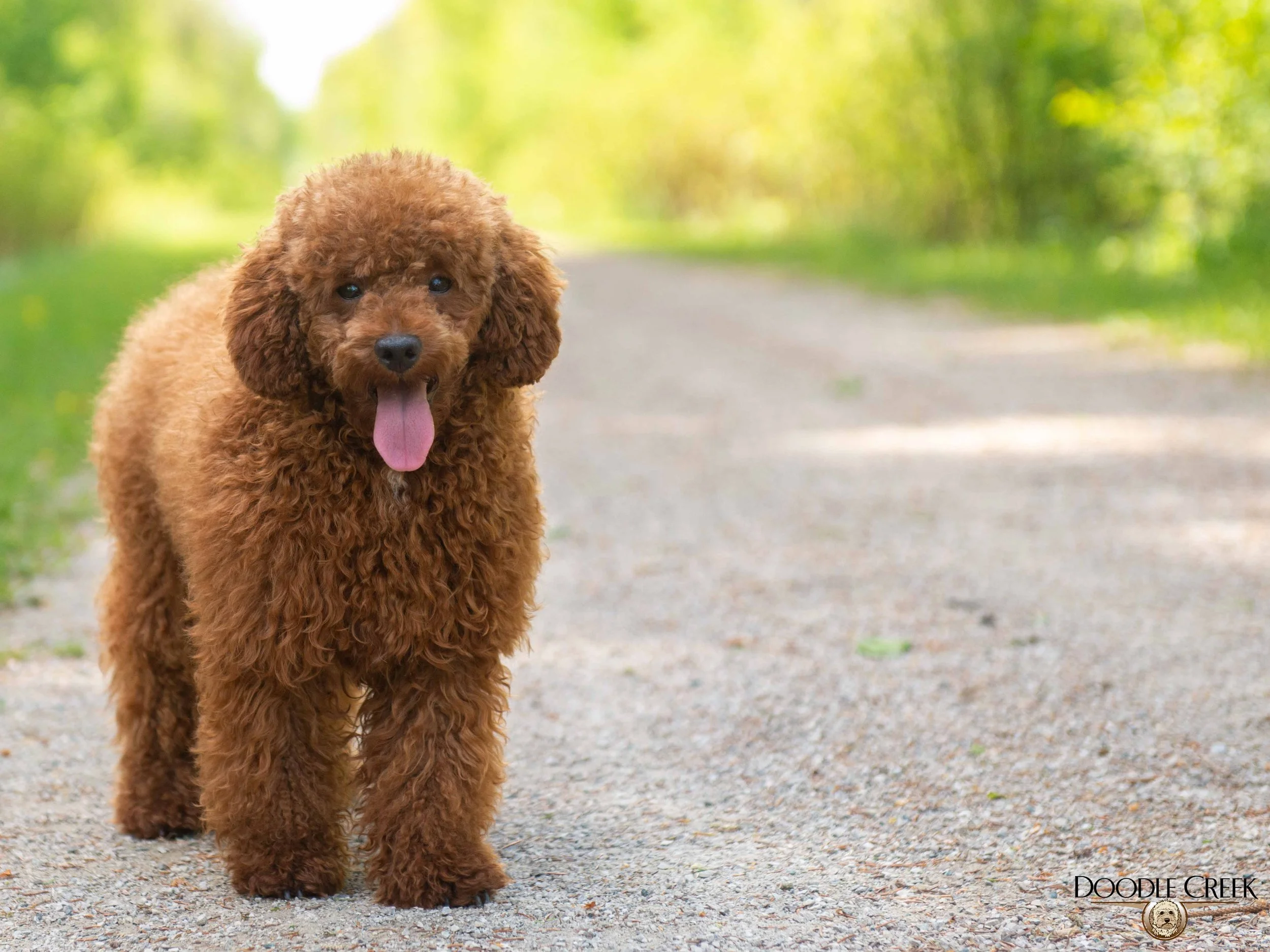 A brown poodle puppy walking on a gravel path surrounded by lush green trees, with its tongue out and looking at the camera.