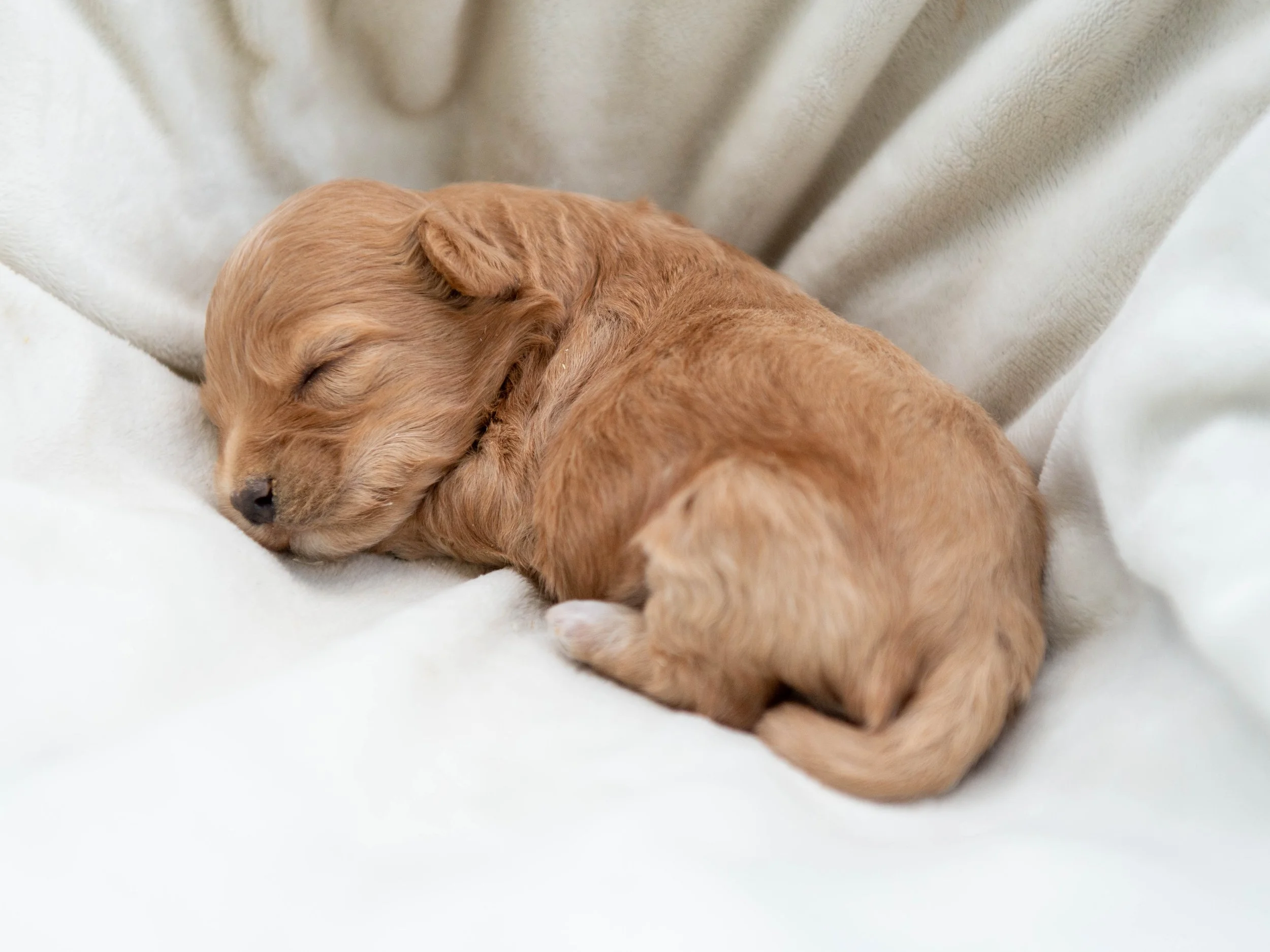 A close-up of a small, light brown puppy sleeping on a white blanket.