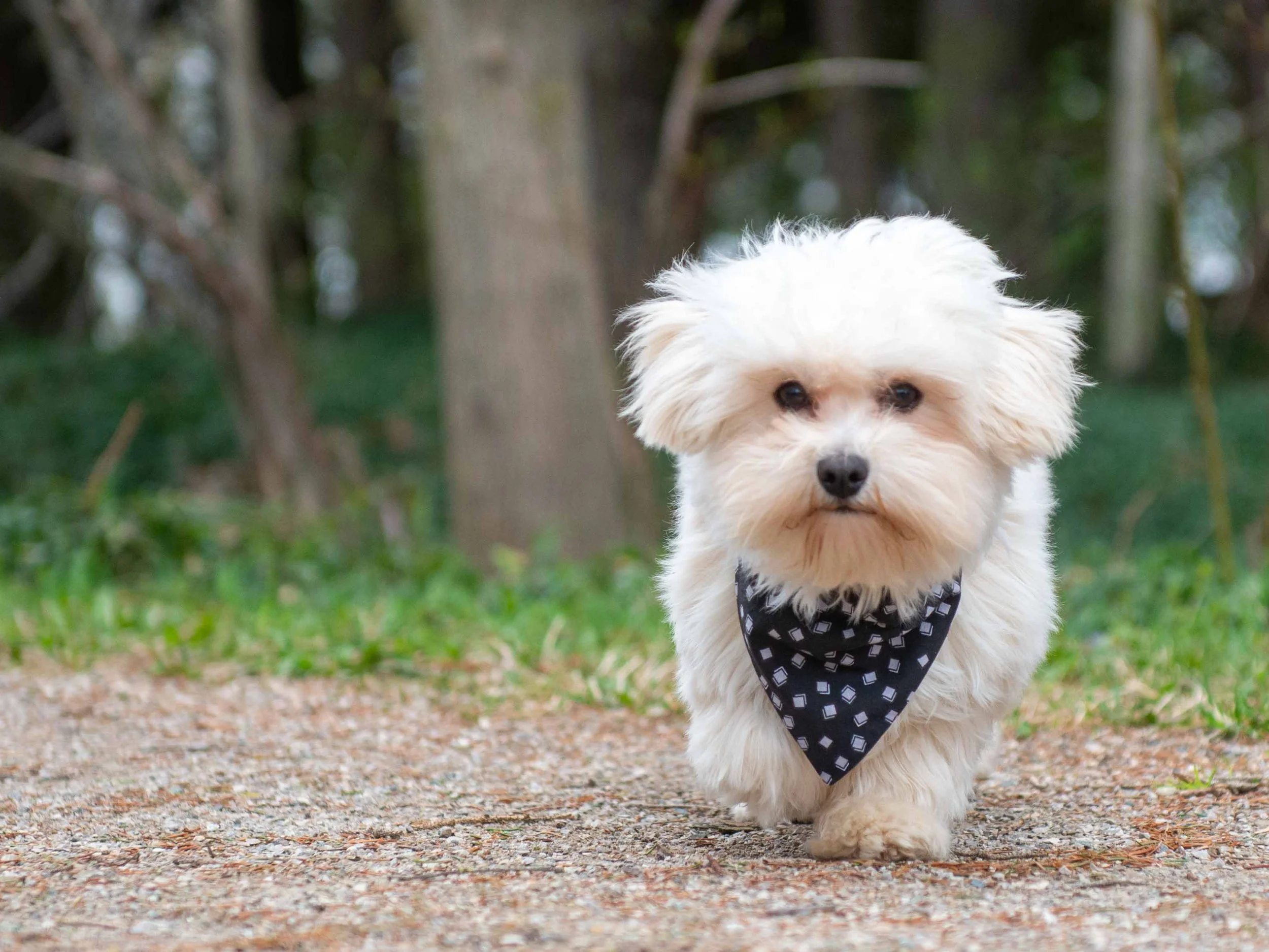 A small white fluffy dog with black eyes and nose, wearing a black bandana with a white geometric pattern, walking on a dirt path in a park with trees and greenery in the background.