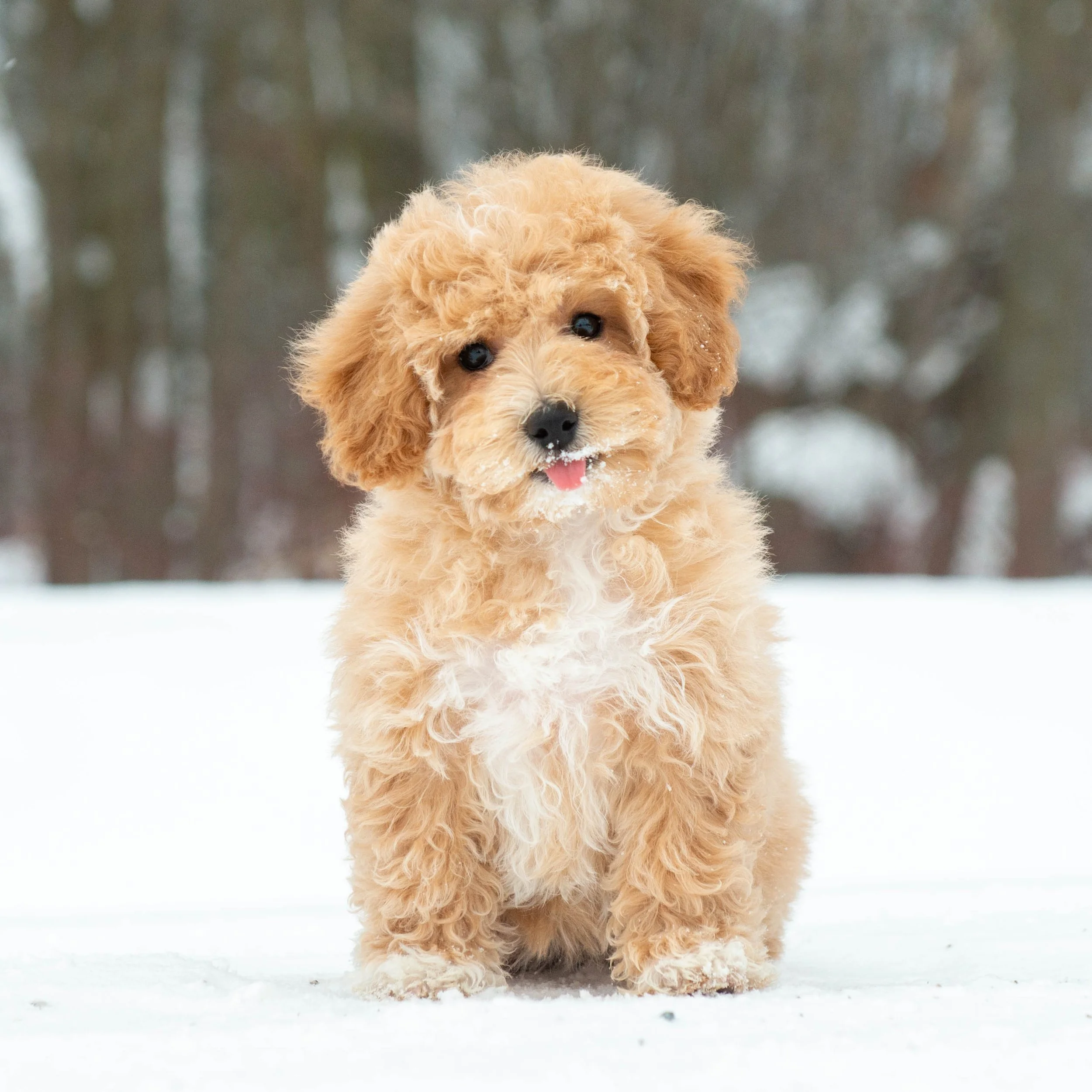 A fluffy, light brown puppy with curly fur standing on snow in a winter forest landscape.