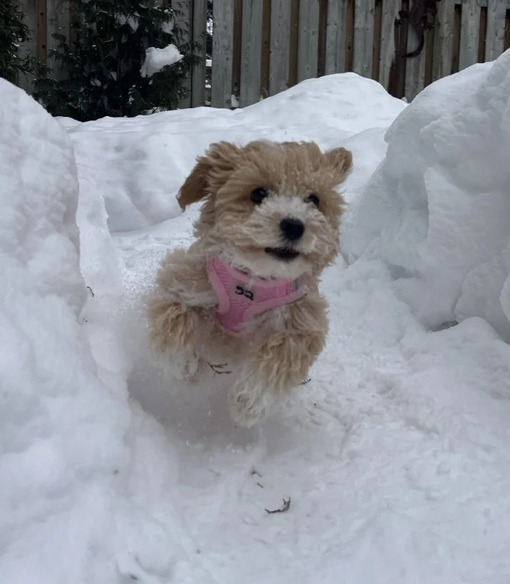 A small, fluffy puppy with light brown fur running through a snowy yard, wearing a pink harness.