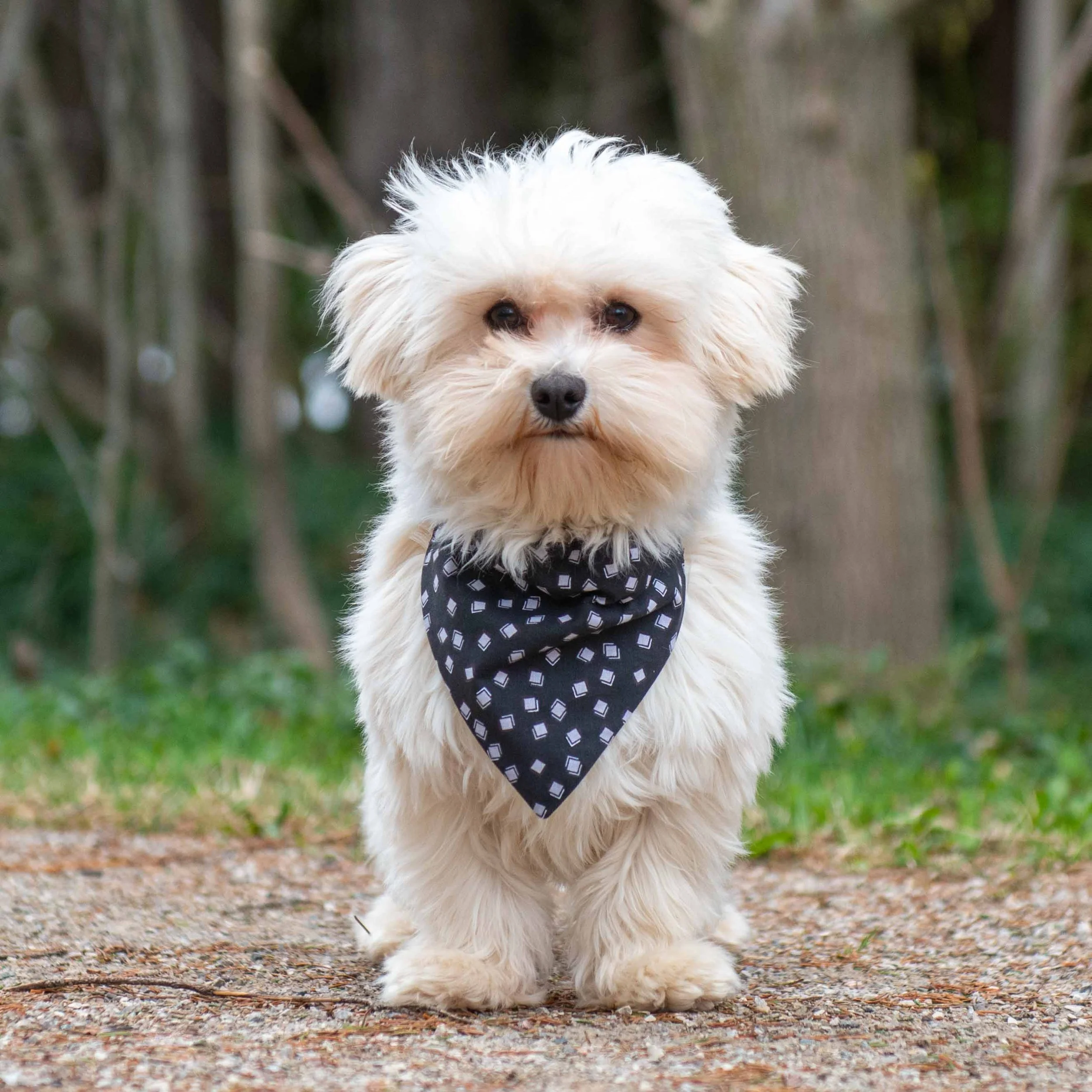 A small white fluffy dog with black eyes, wearing a dark bandana with a light geometric pattern, standing on a dirt and gravel path in a wooded area.