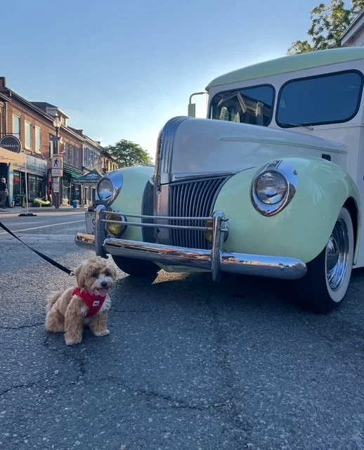 A small tan dog wearing a red harness sits on a leash in front of a vintage cream-colored car parked on a city street. The street has brick buildings with storefronts and people walking.