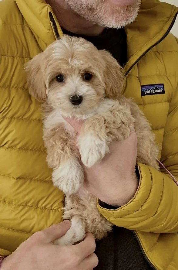 A person in a yellow jacket holds a fluffy beige and white puppy with big dark eyes and floppy ears.