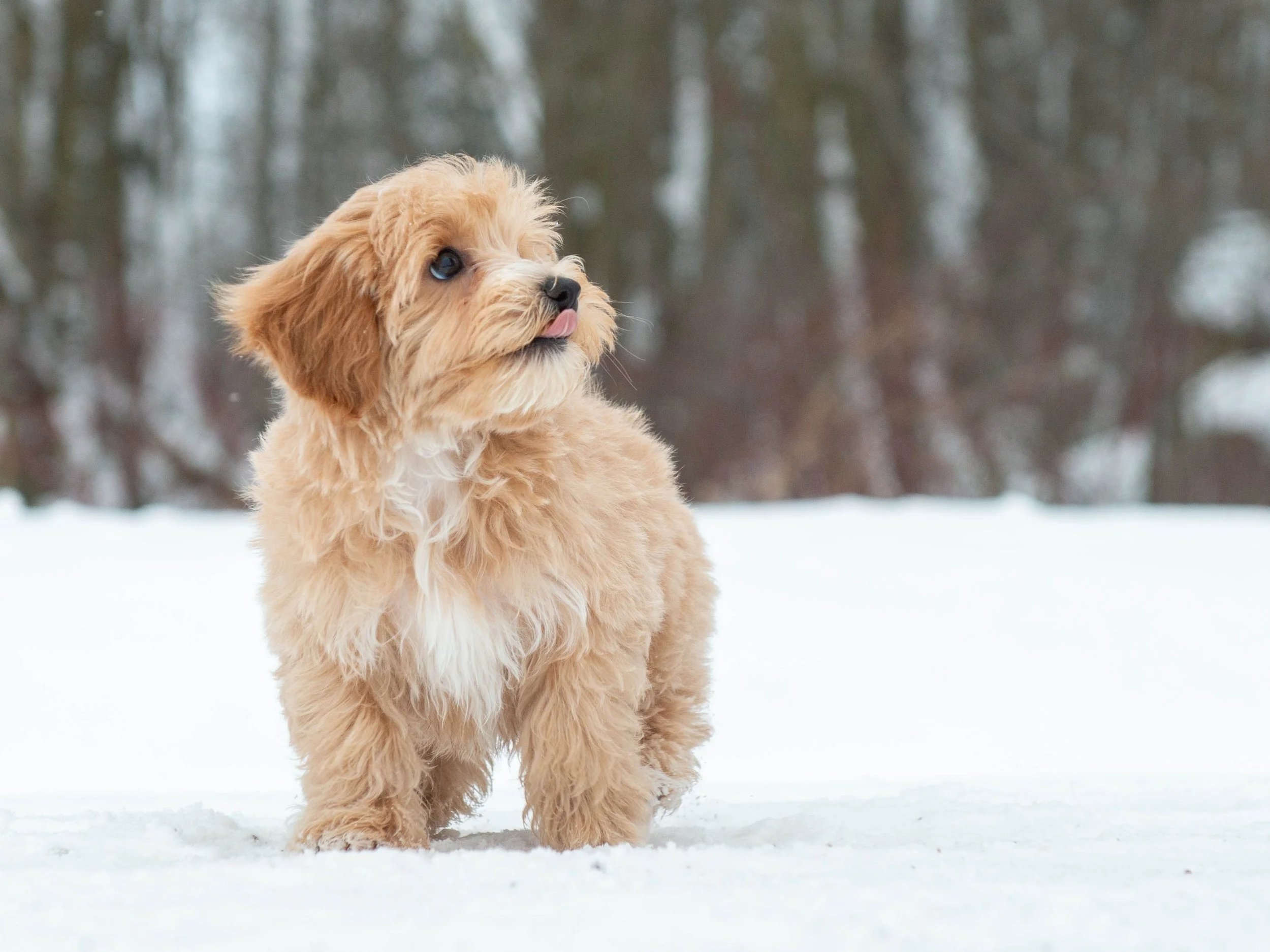 A small tan puppy with fluffy fur and dark eyes sitting on snow in a winter forest setting.