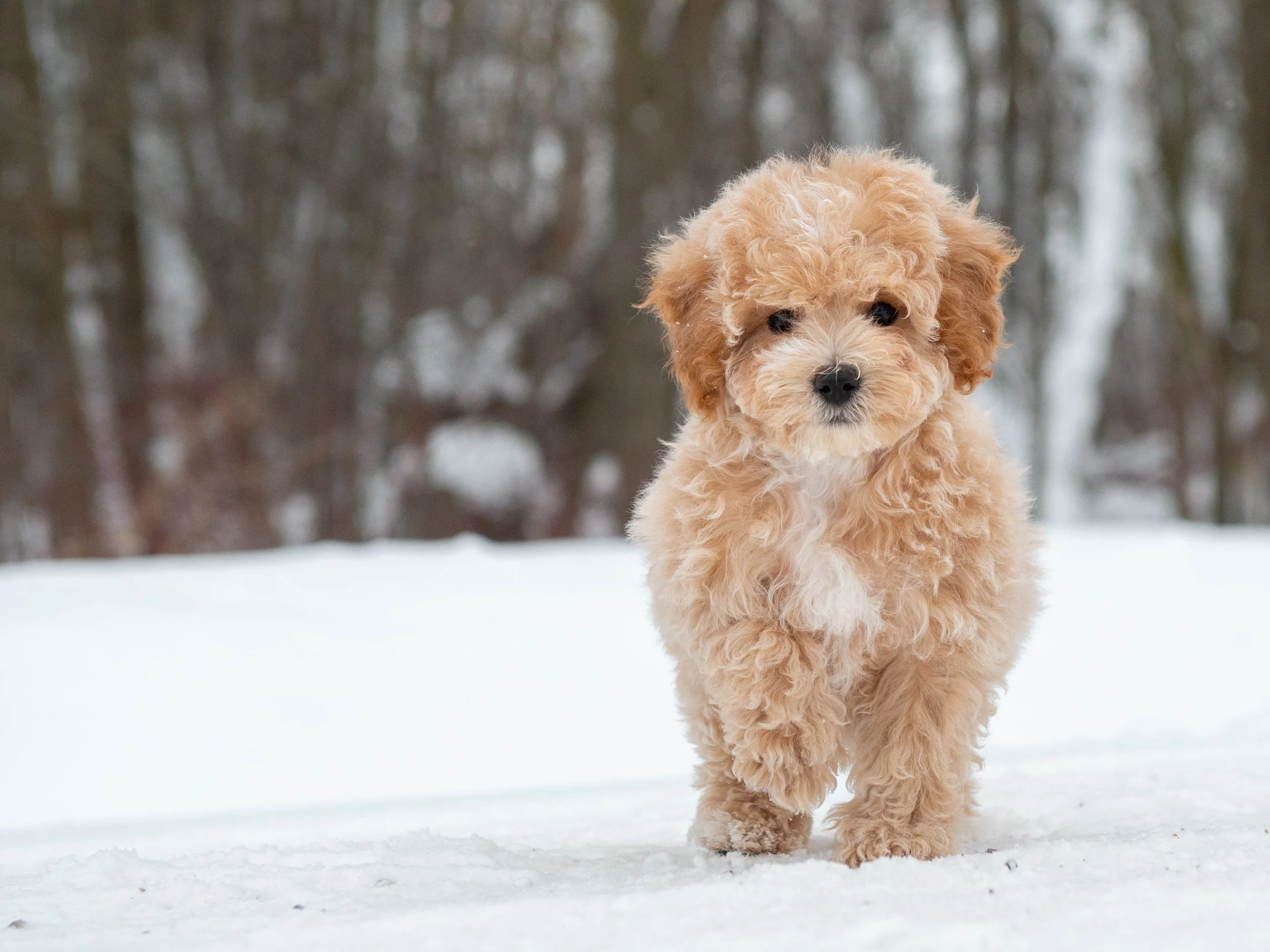 A fluffy, tan-colored puppy walking on snow in a wooded area.