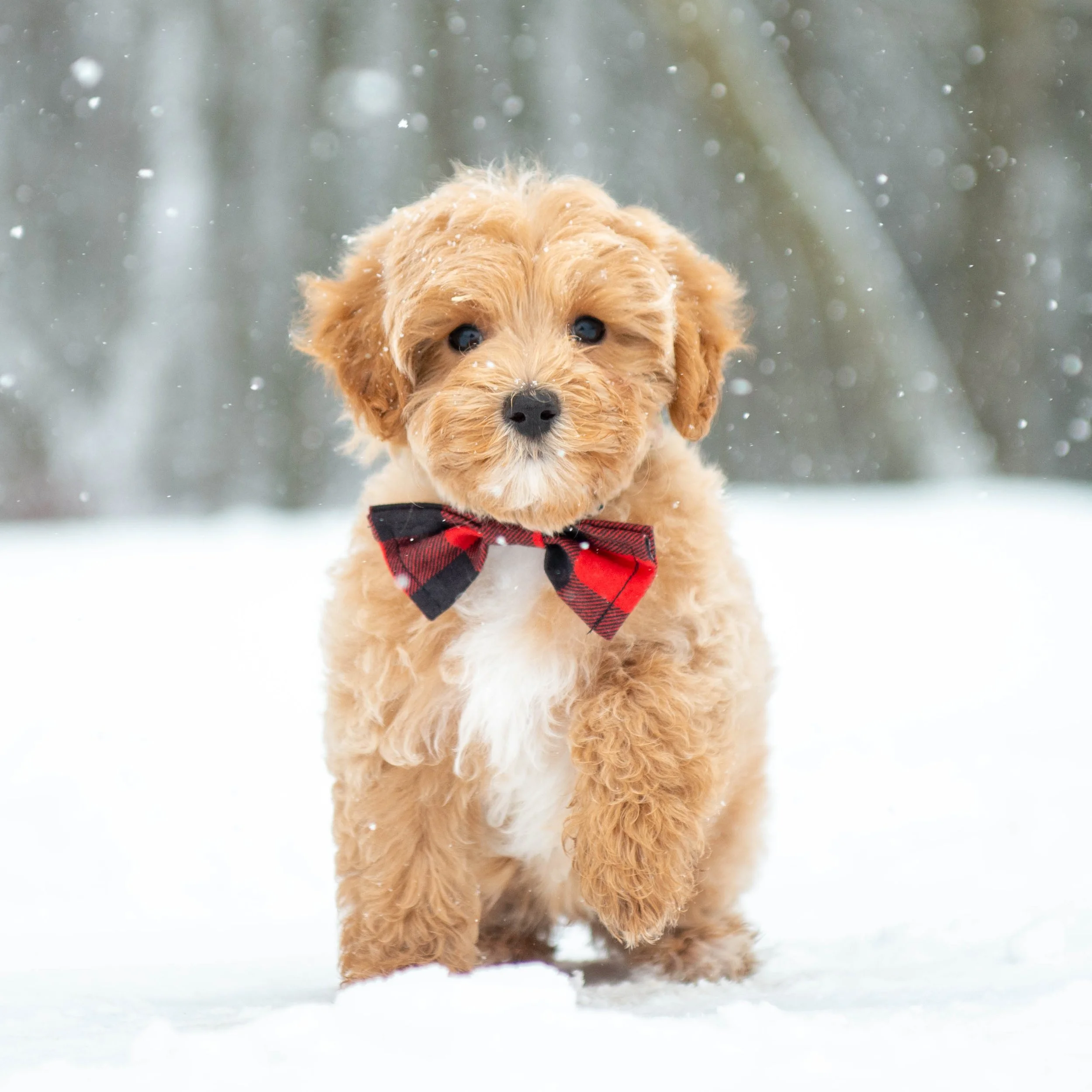 A cute golden retriever puppy wearing a red and black plaid bow tie standing outdoors in the snow.