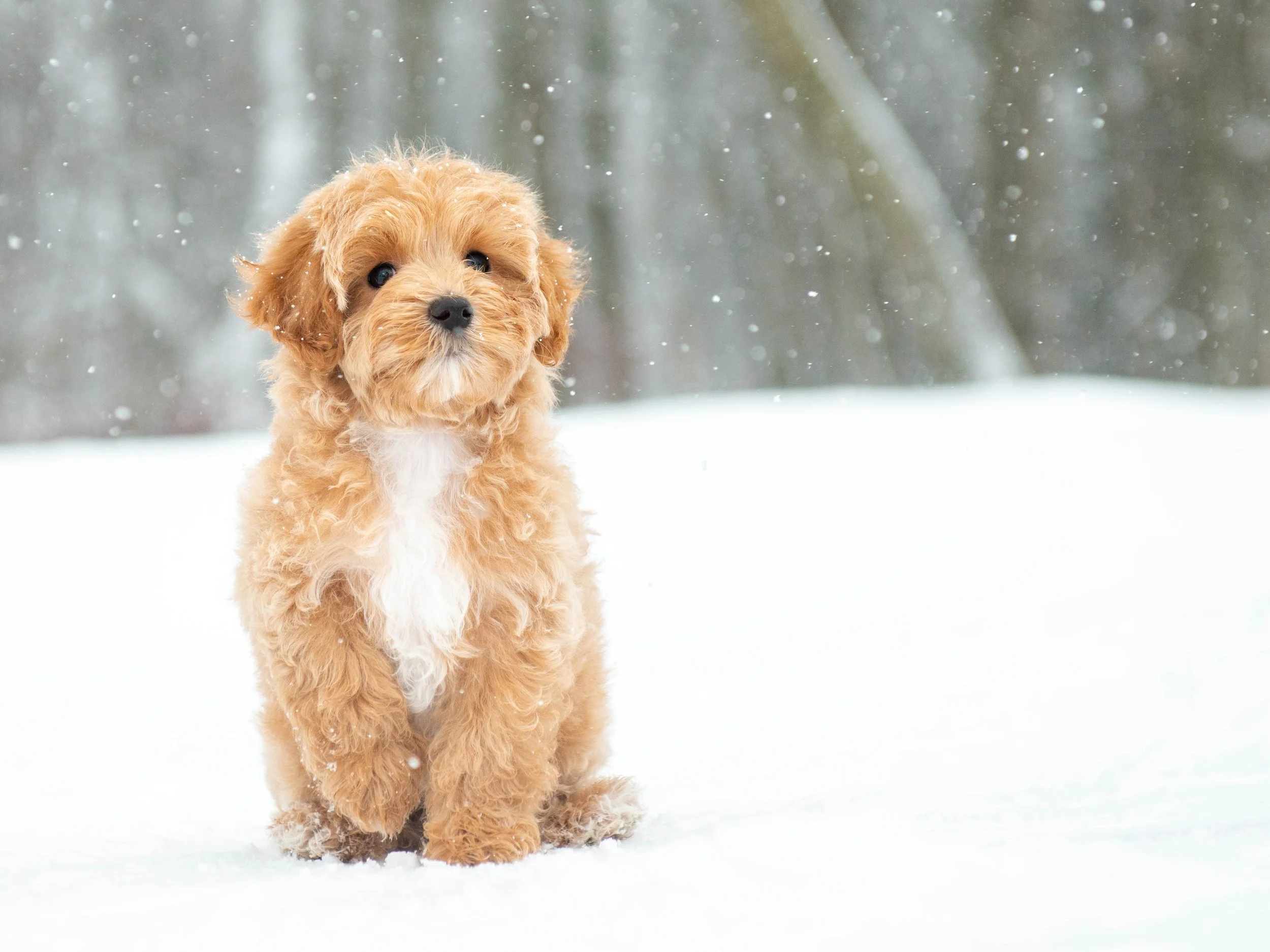 A cute, fluffy, apricot-colored puppy with curly fur sitting in snowy weather with blurred trees in the background.