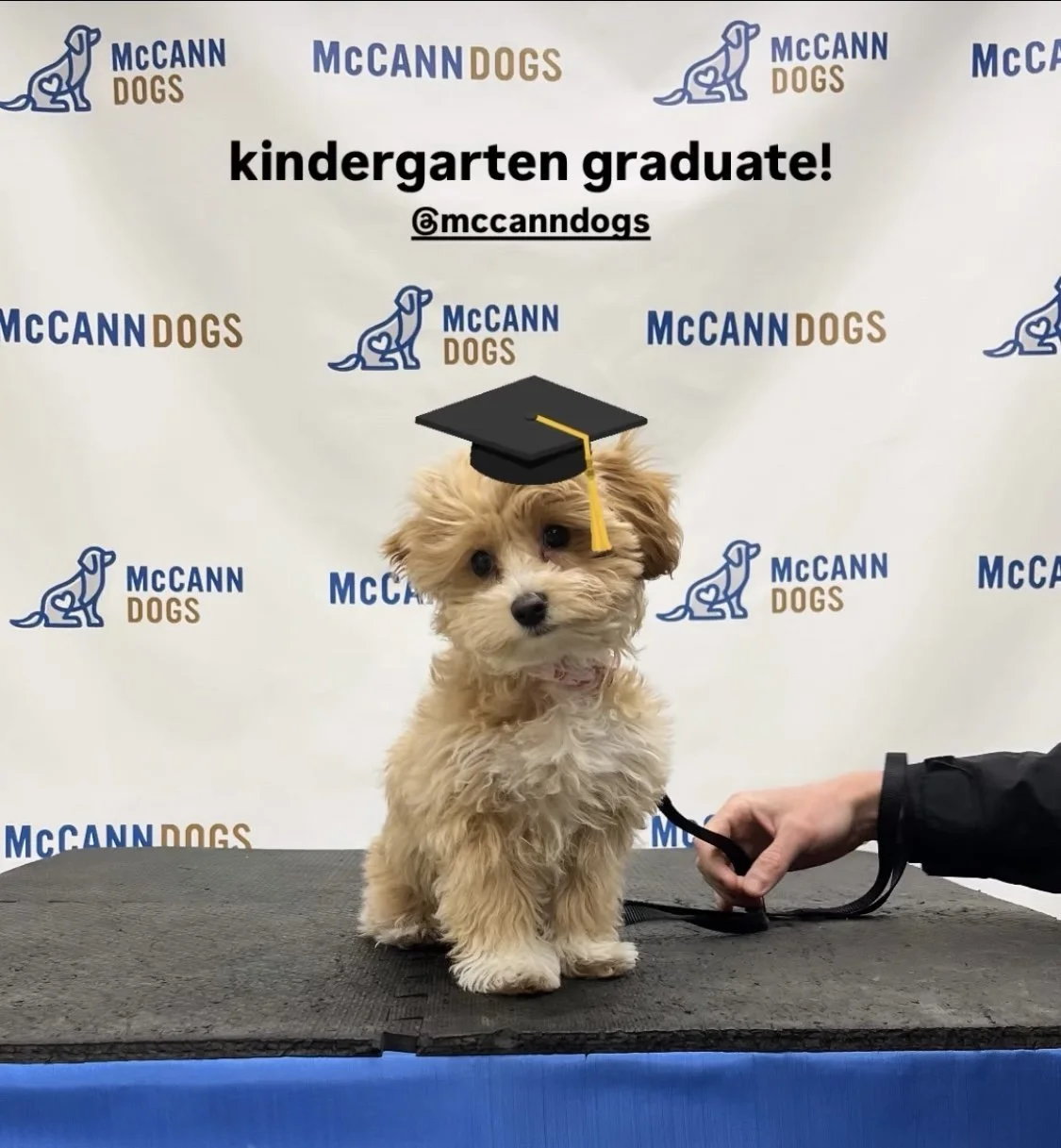 A cute puppy wearing a graduation cap, sitting on a table with a leash held by a person. The background displays a banner with the McCann Dogs logo and the text 'kindergarten graduate!'