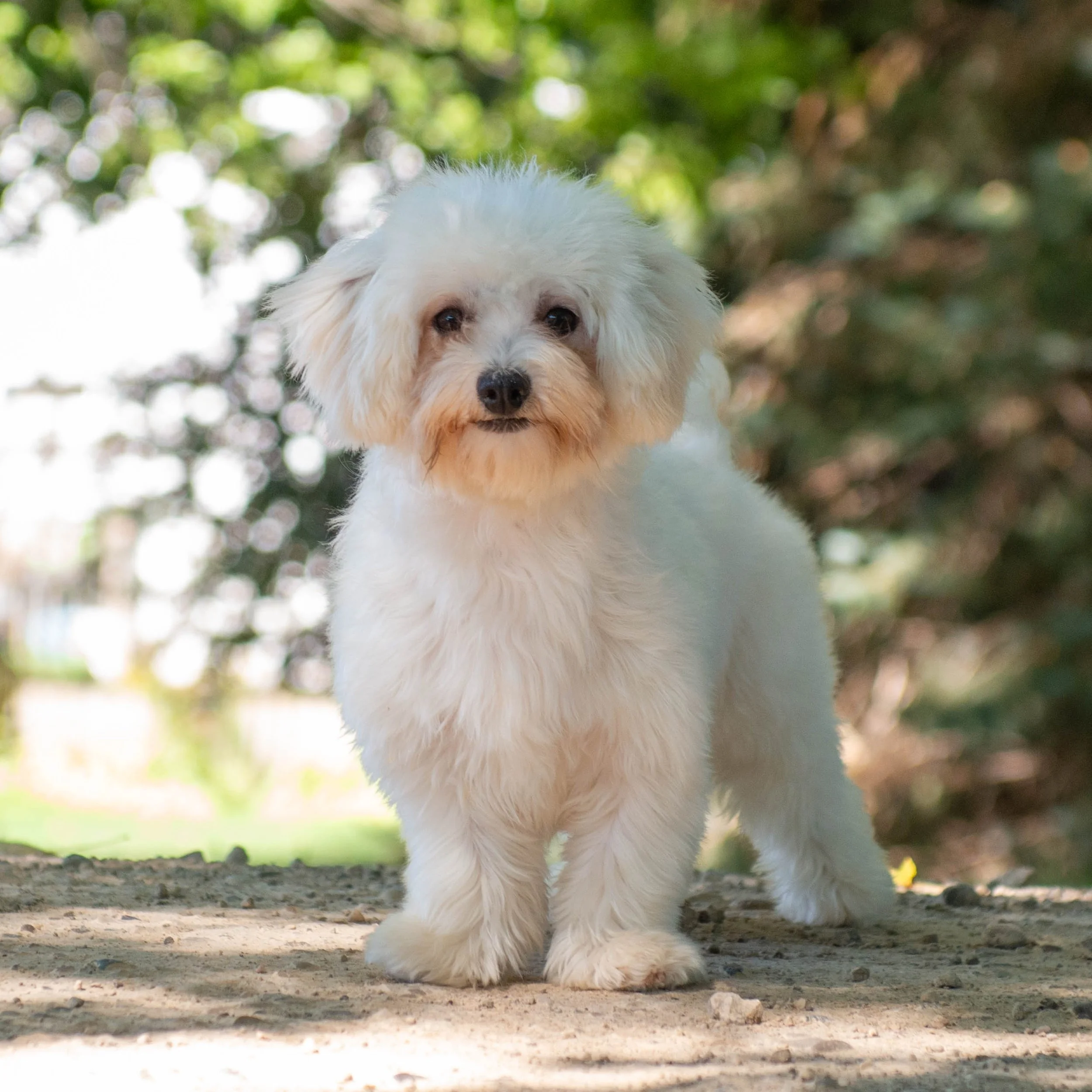 A fluffy white dog, possibly a poodle or poodle mix, standing outdoors on a dirt path surrounded by green trees and foliage. The dog is looking at the camera with a curious expression.