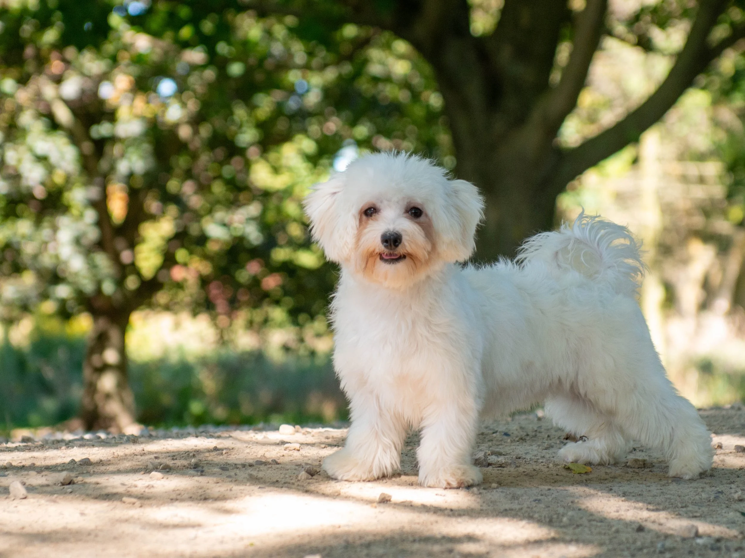 A fluffy white dog standing outdoors on a dirt path with green trees and sunlight in the background.