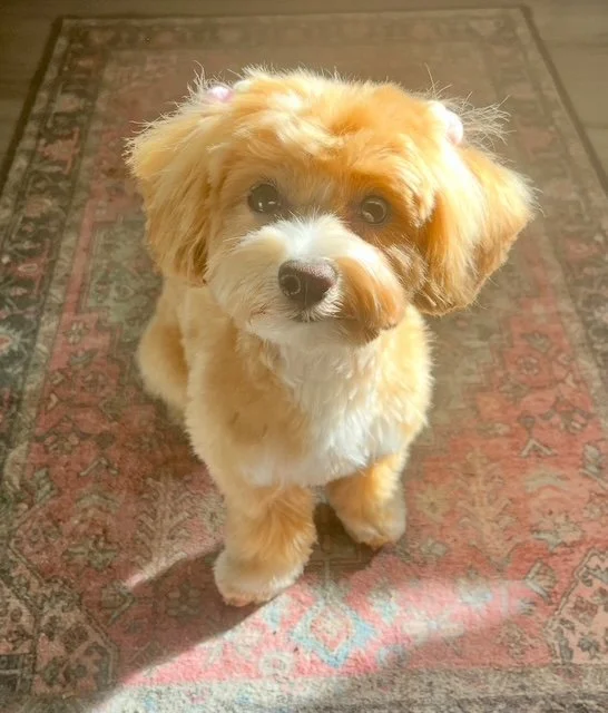 Cute tan and white puppy with floppy ears and big dark eyes sitting on a patterned area rug, looking up.