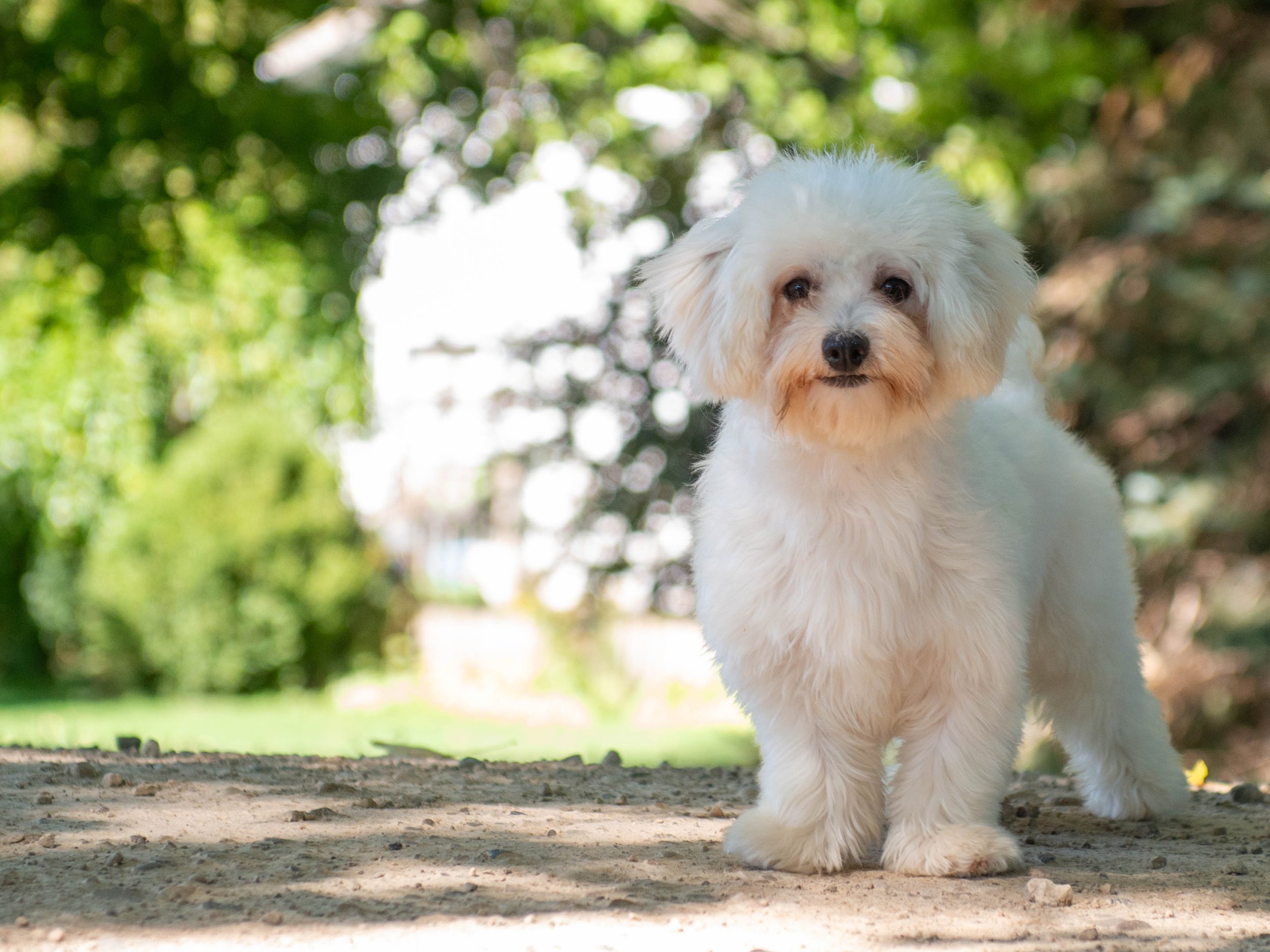 A cute white fluffy dog walking outdoors on a dirt path with blurred green foliage in the background.