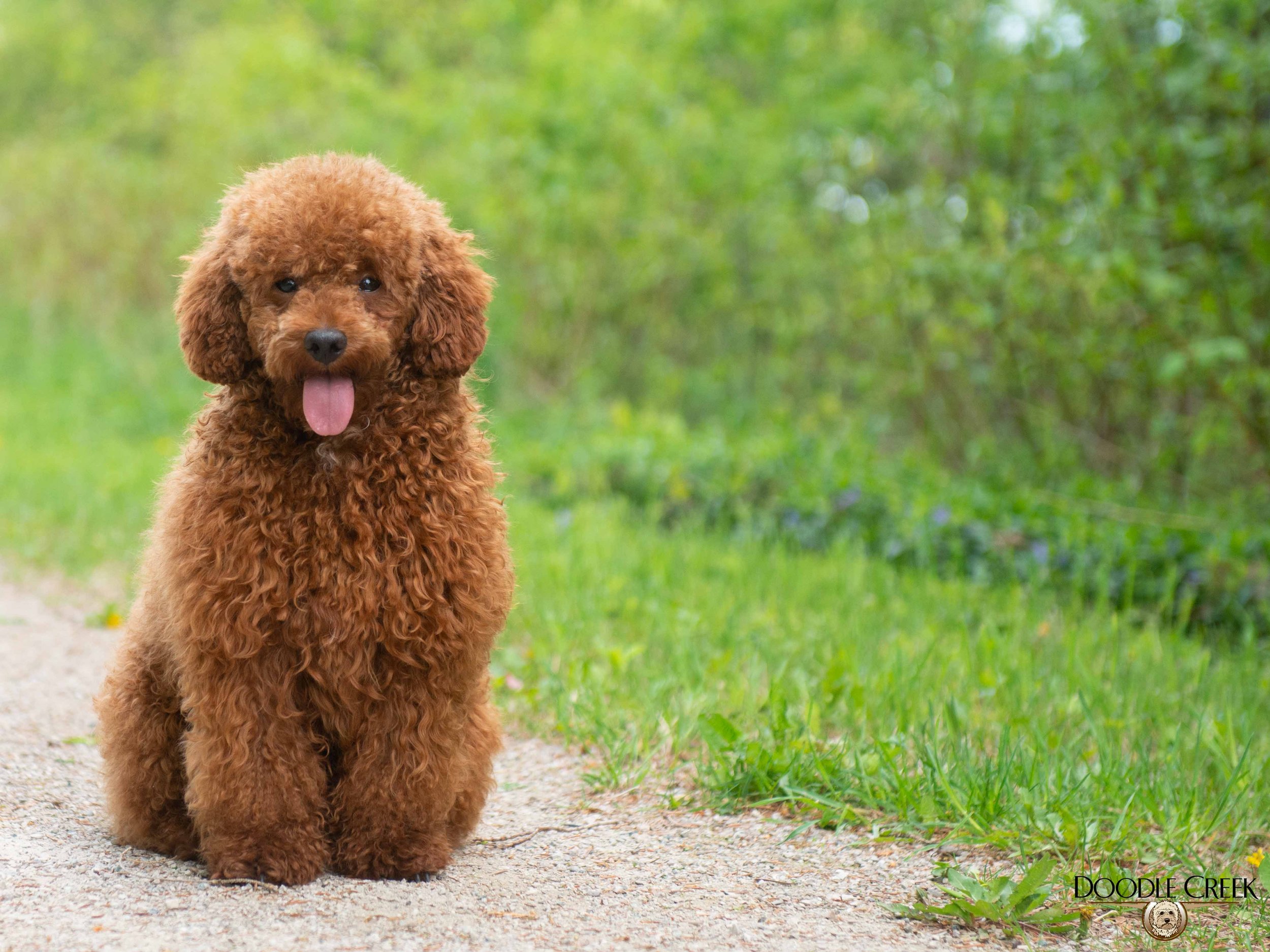 A brown, curly-haired poodle sitting on a dirt path in a lush green park with trees in the background, sticking its tongue out.