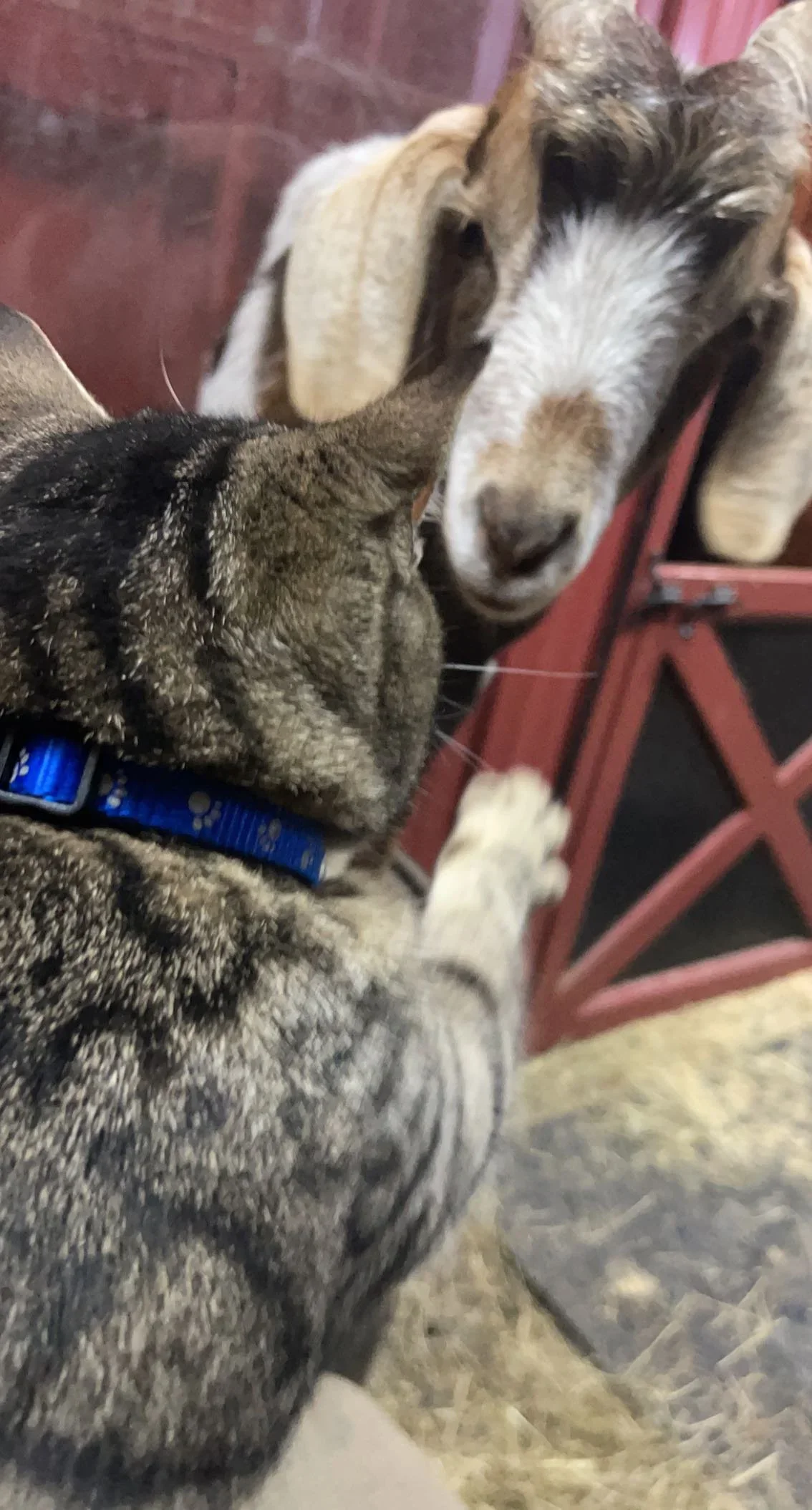 A cat and a dog touching noses, with the cat wearing a blue collar and the dog wearing a beige hoodie. They are indoors near a red piece of furniture.