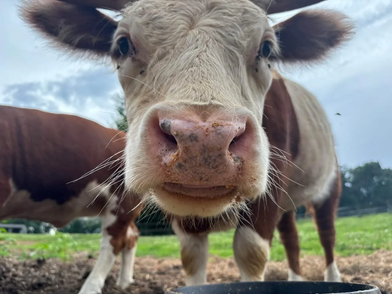 Close-up of a cow's face with a pink nose and white fur, standing outdoors in a grassy field on a cloudy day.