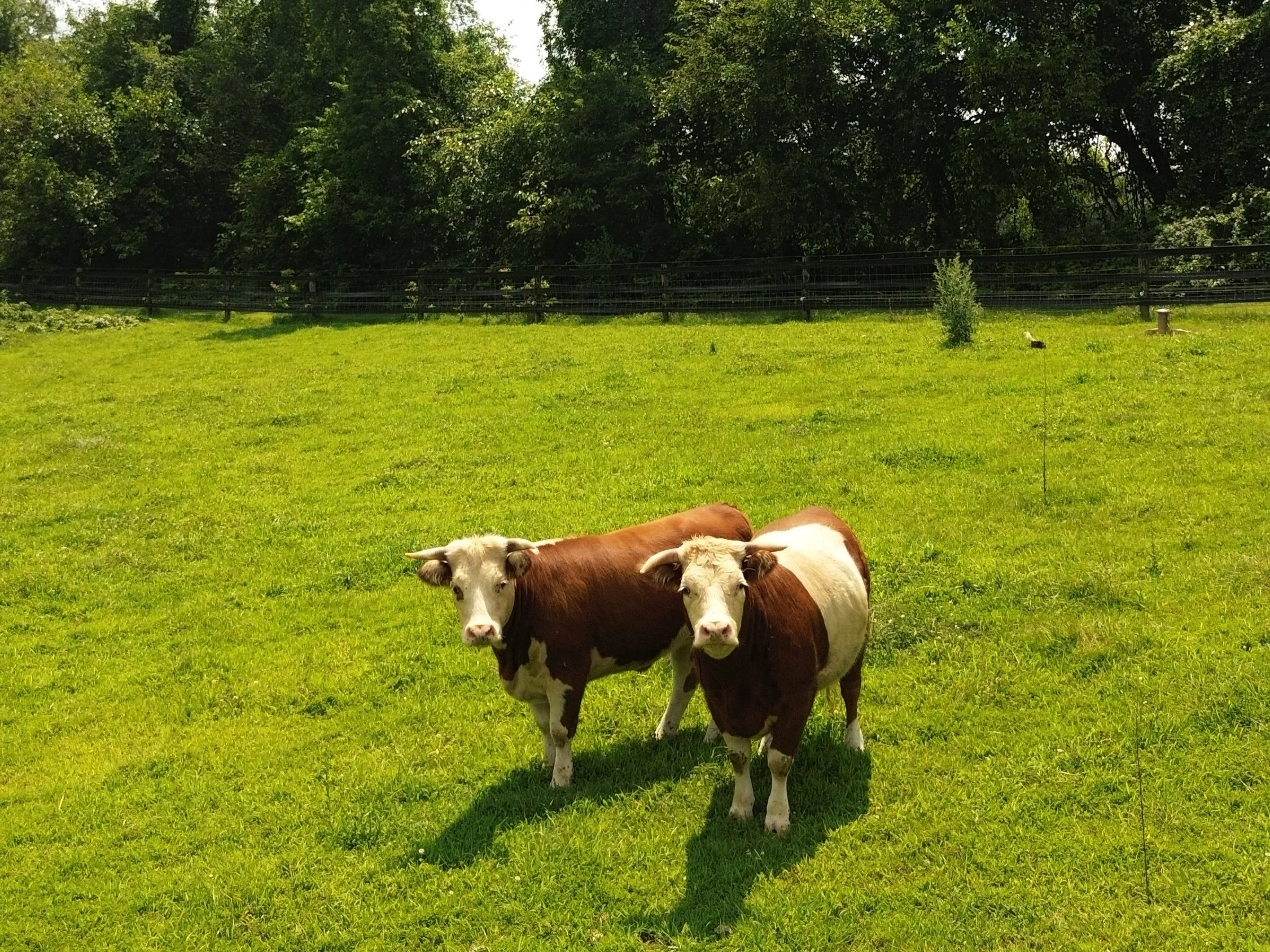 Two cows standing on a grassy field with a fence and trees in the background.