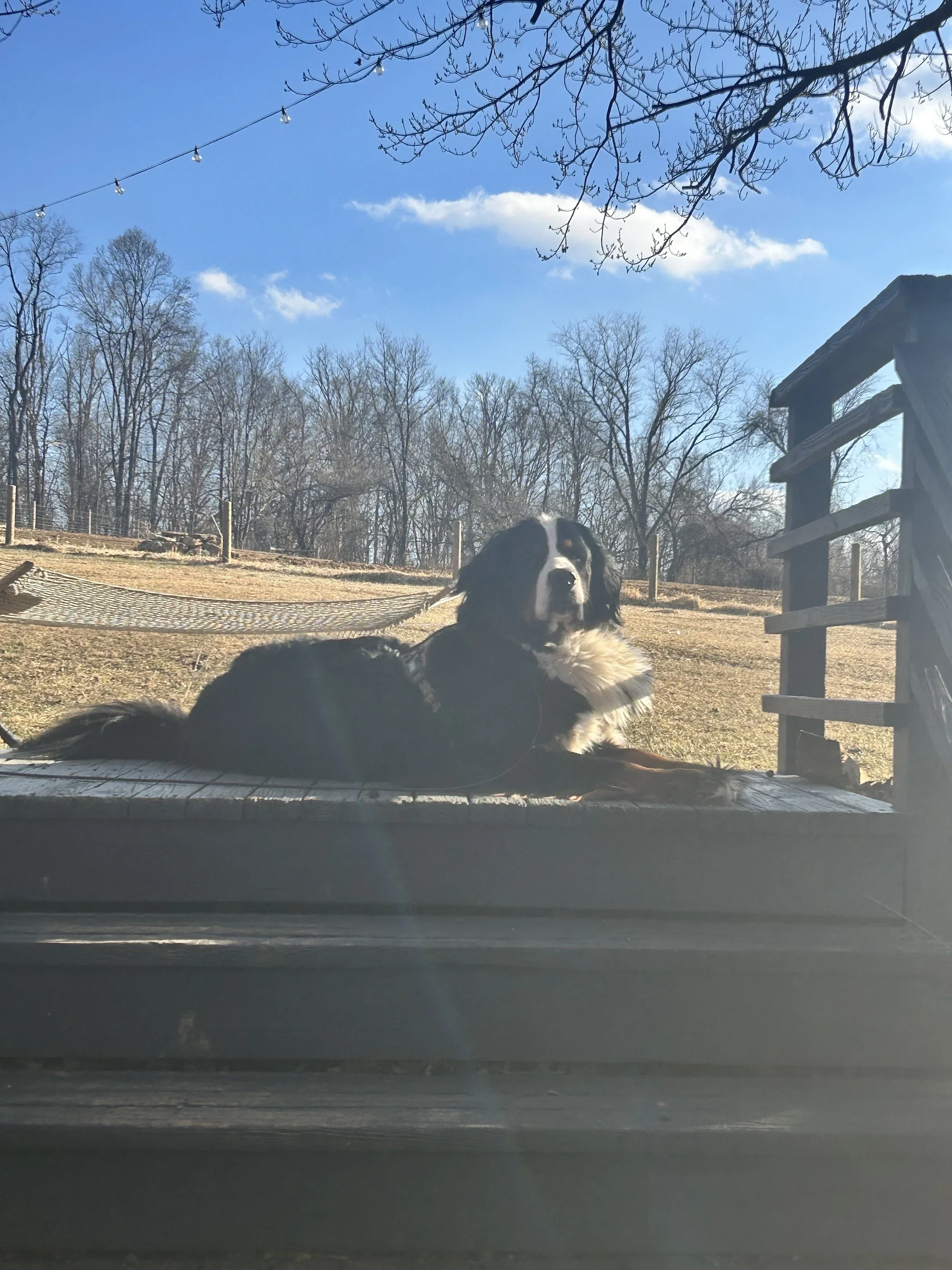 A black and white dog laying on a surface outdoors with trees and a blue sky in the background.