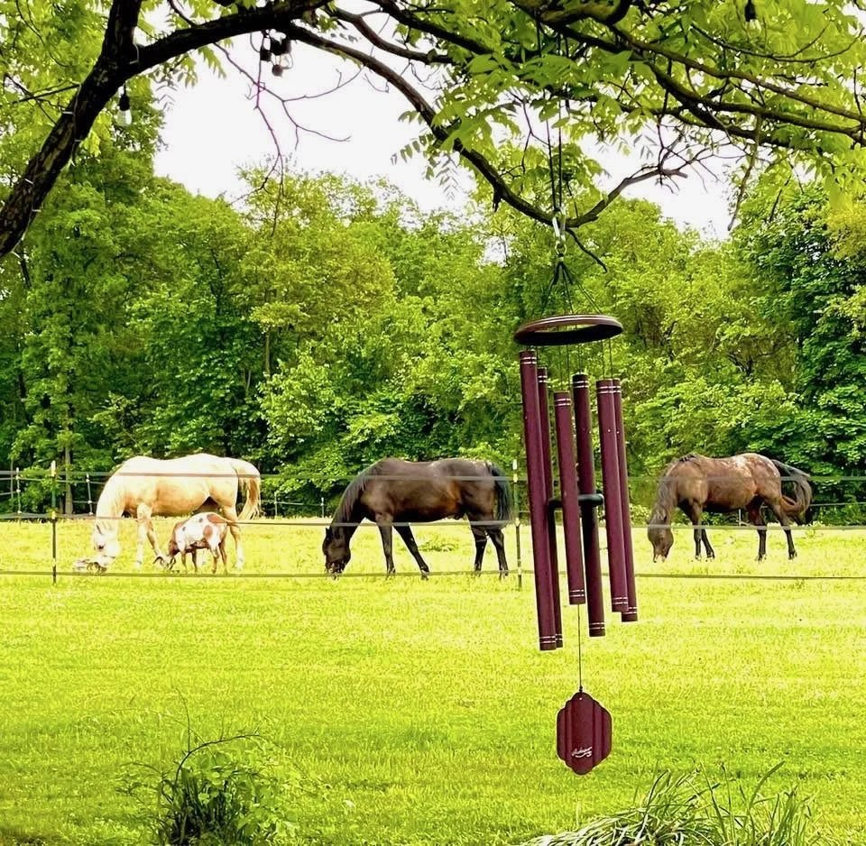View of three horses grazing in a grassy field with a wind chime hanging from a tree branch in the foreground. Dense trees are in the background.