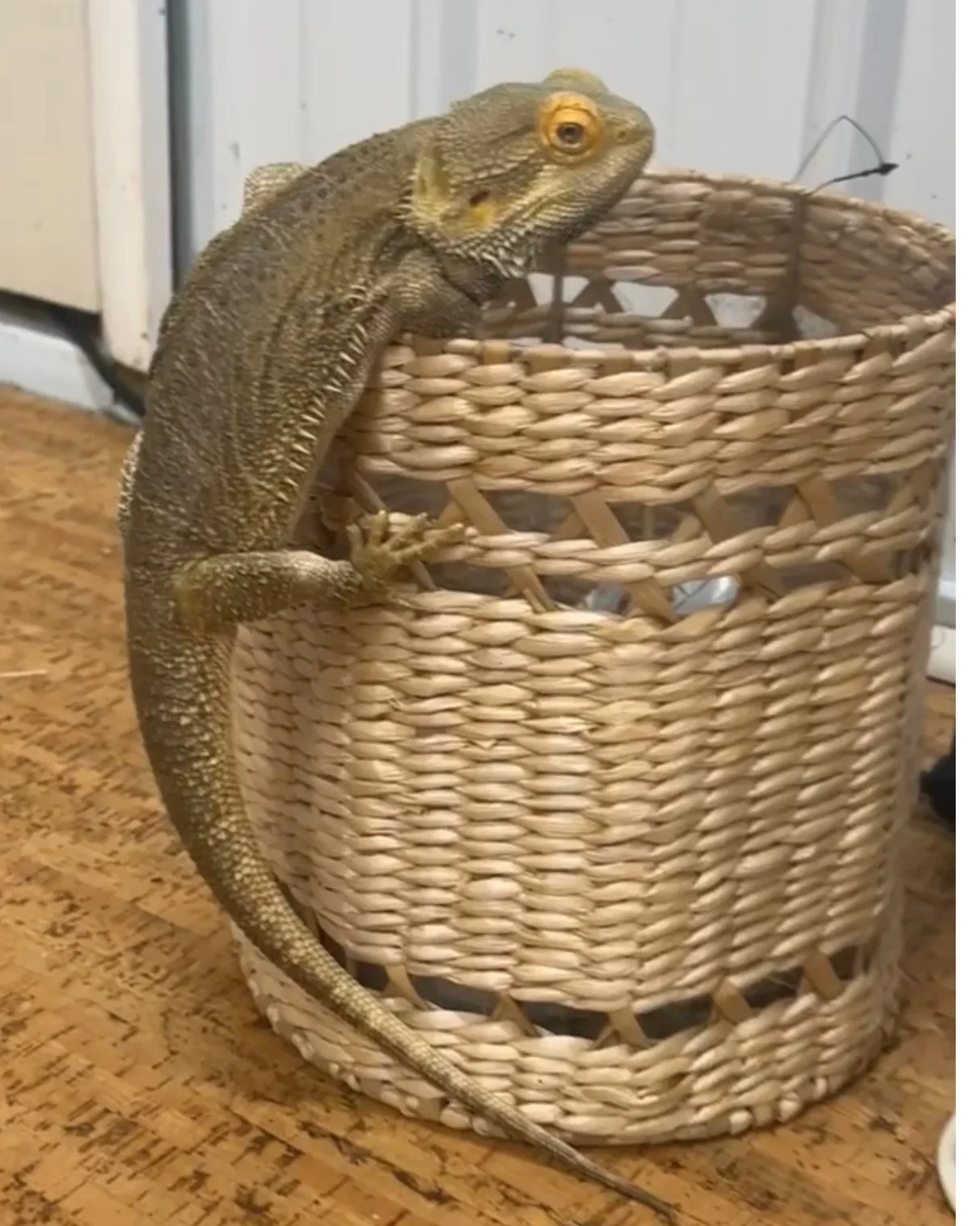A lizard climbing on a woven wicker basket on a wooden surface.
