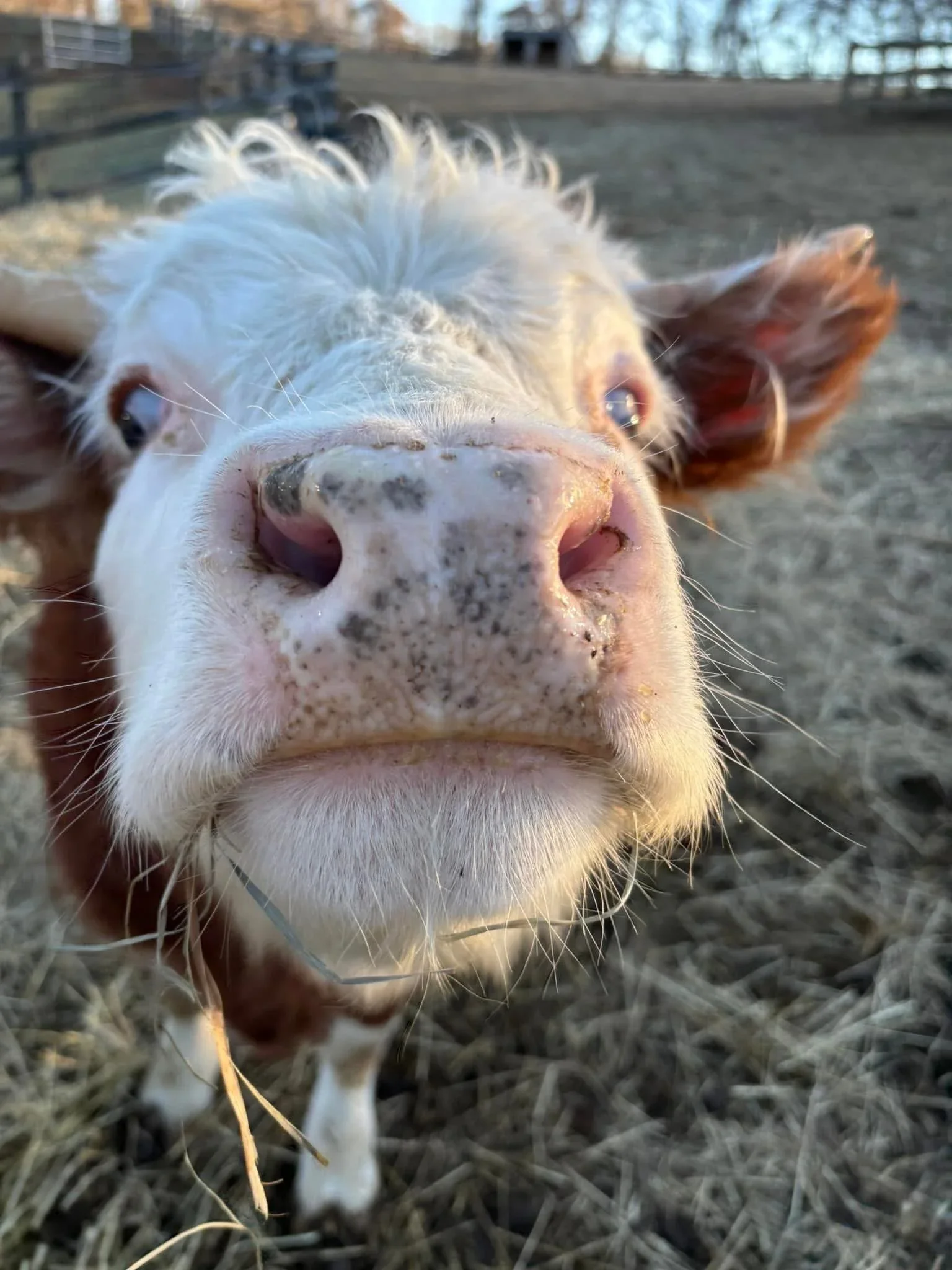 Close-up of a curious young cow with a white face and reddish-brown ears, nose, and eyes, standing on dry grass in a farmyard, looking directly at the camera.