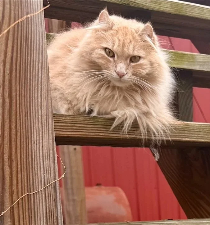 A fluffy, light-colored cat resting on wooden stairs with a slightly serious expression.