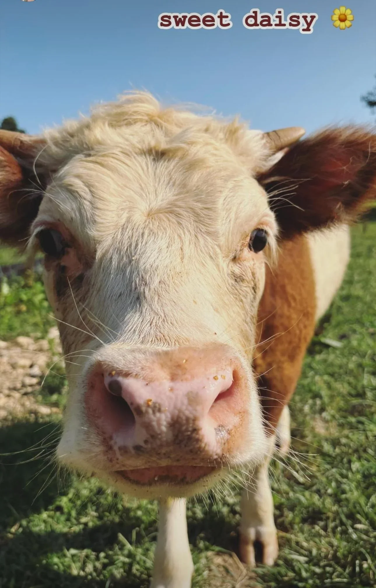 Close-up of a cow's face outdoors with blue sky and green grass, with the words 'sweet daisy' and a flower icon at the top.