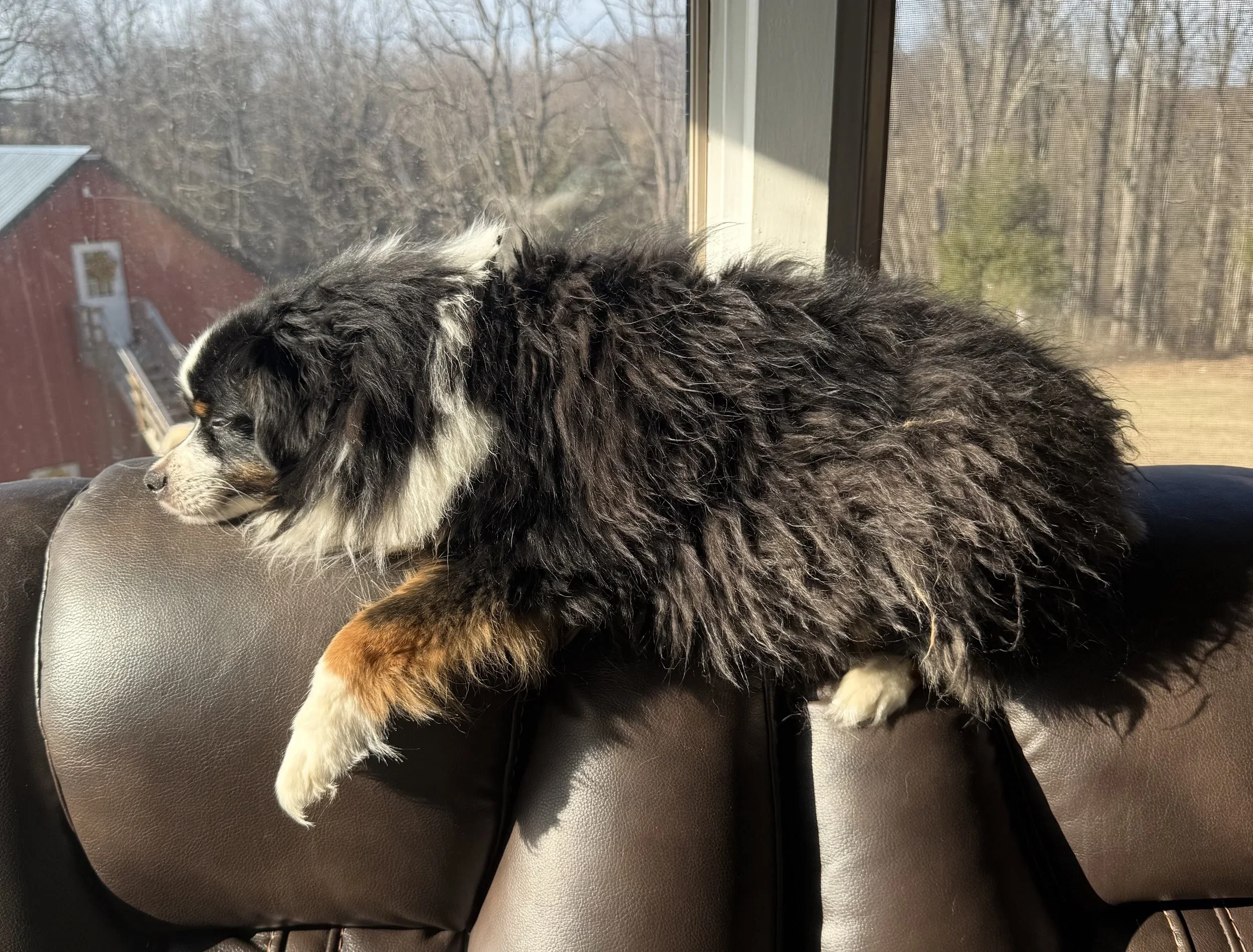 A fluffy black, white, and brown puppy lying on a brown leather surface by a window with a view of leafless trees and a red building outside.