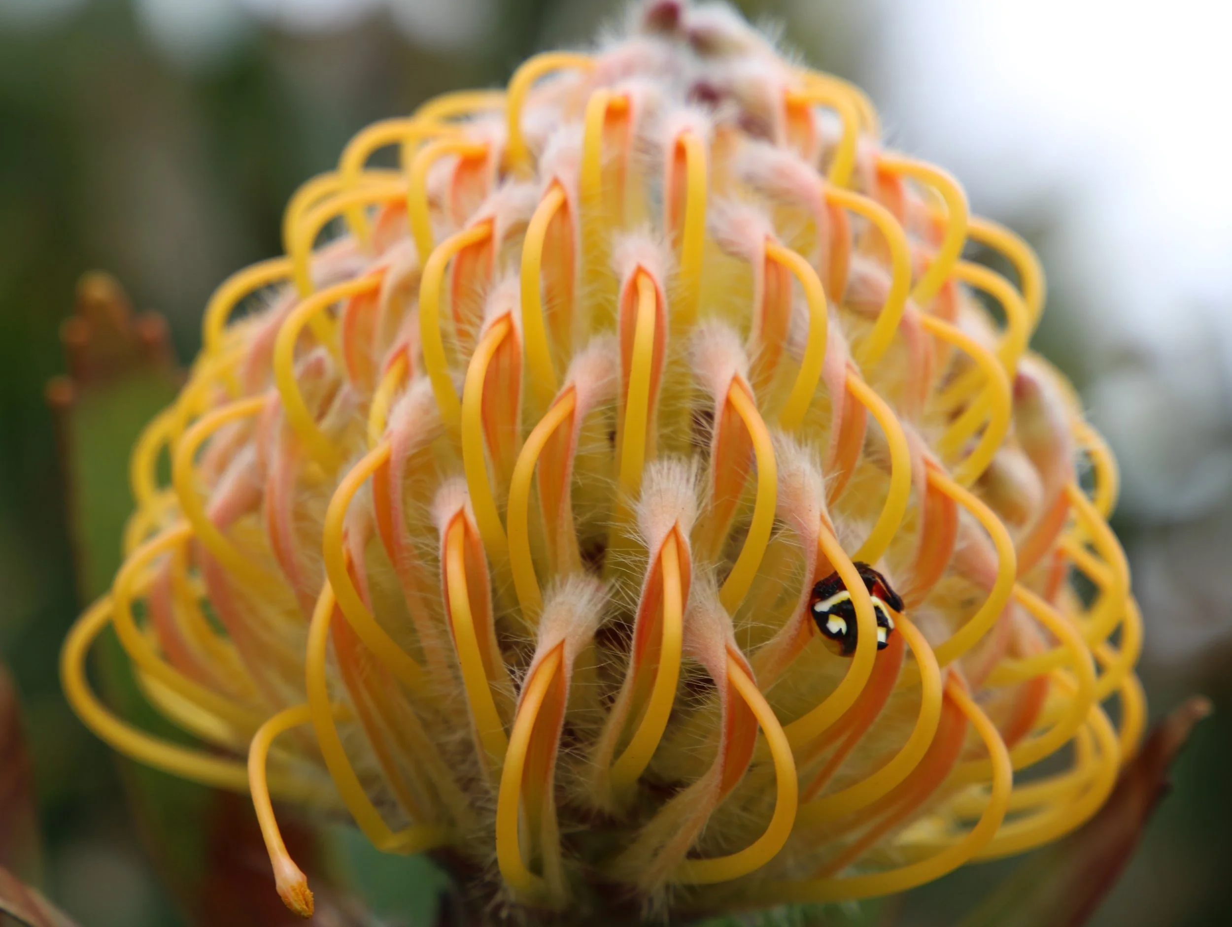 Winter Solstice Event