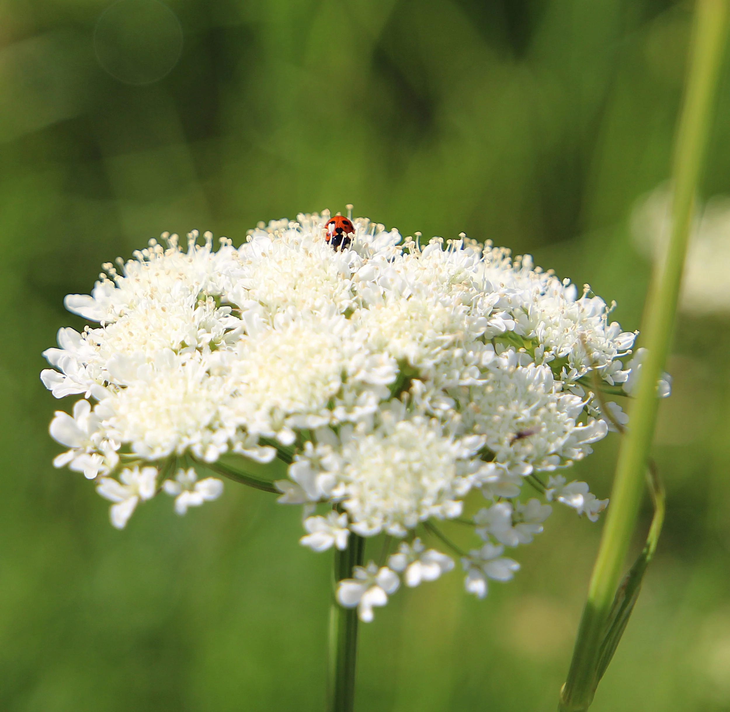 Eco Bird House class