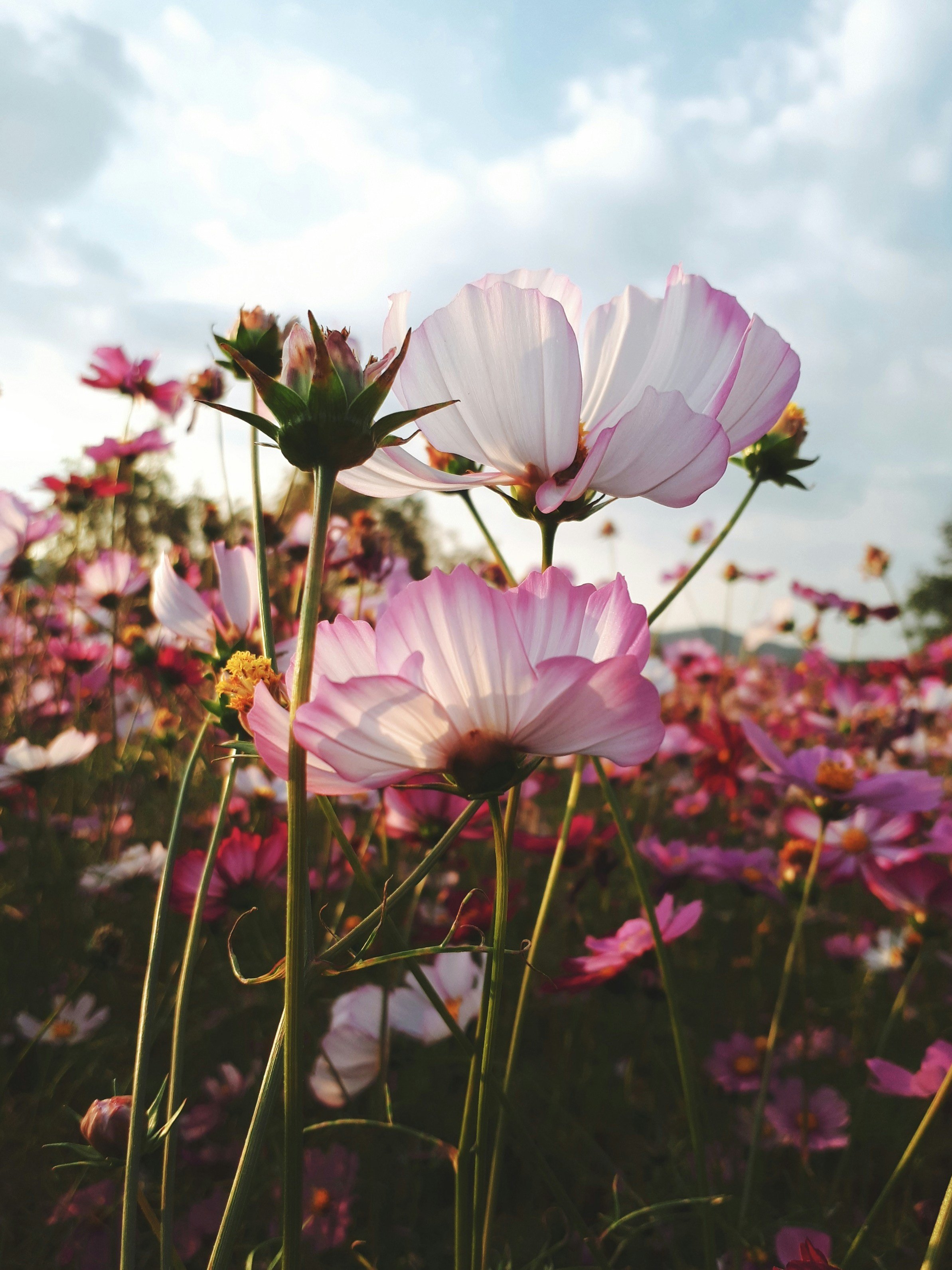 Close-up of pink and white cosmos flowers in a field with a clear sky in the background, illuminated by sunlight.