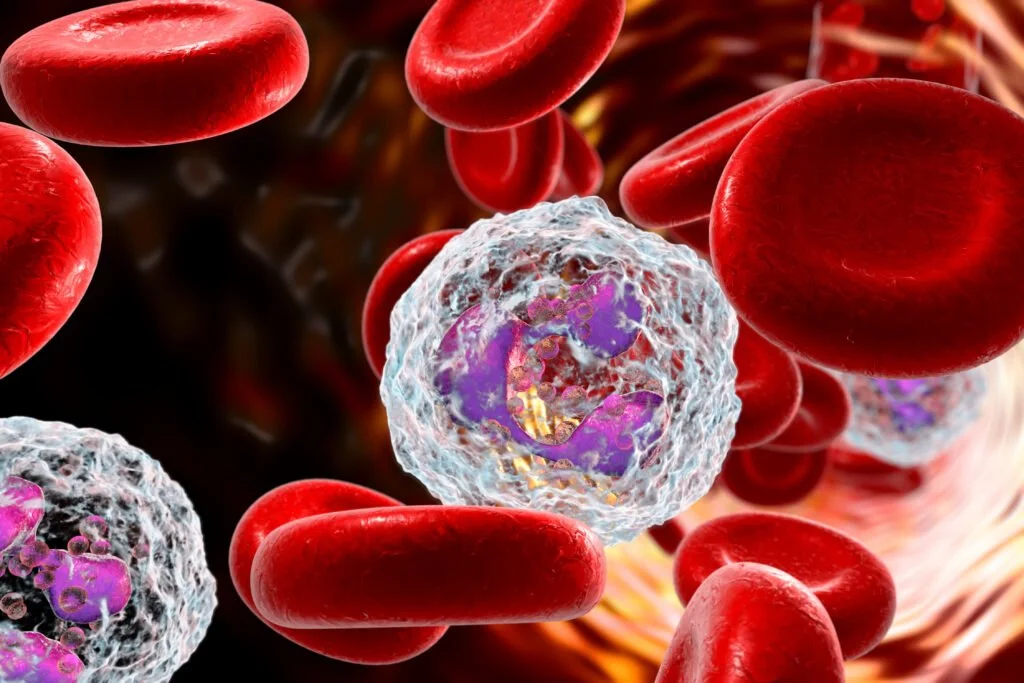 A close-up view of blood cells flowing in a blood vessel, featuring red blood cells and a white blood cell with purple-stained nucleus.