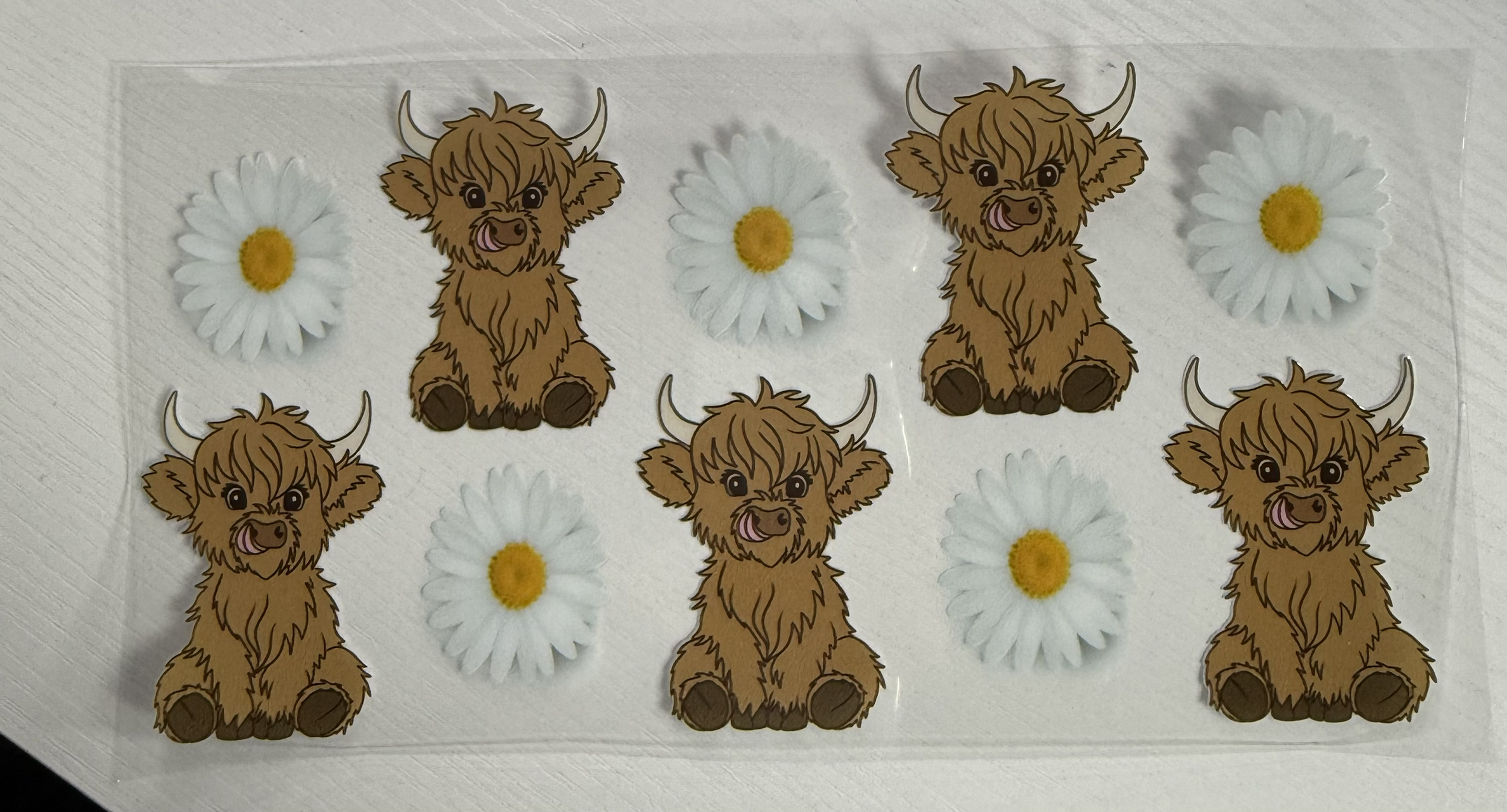 Highland And Daisies