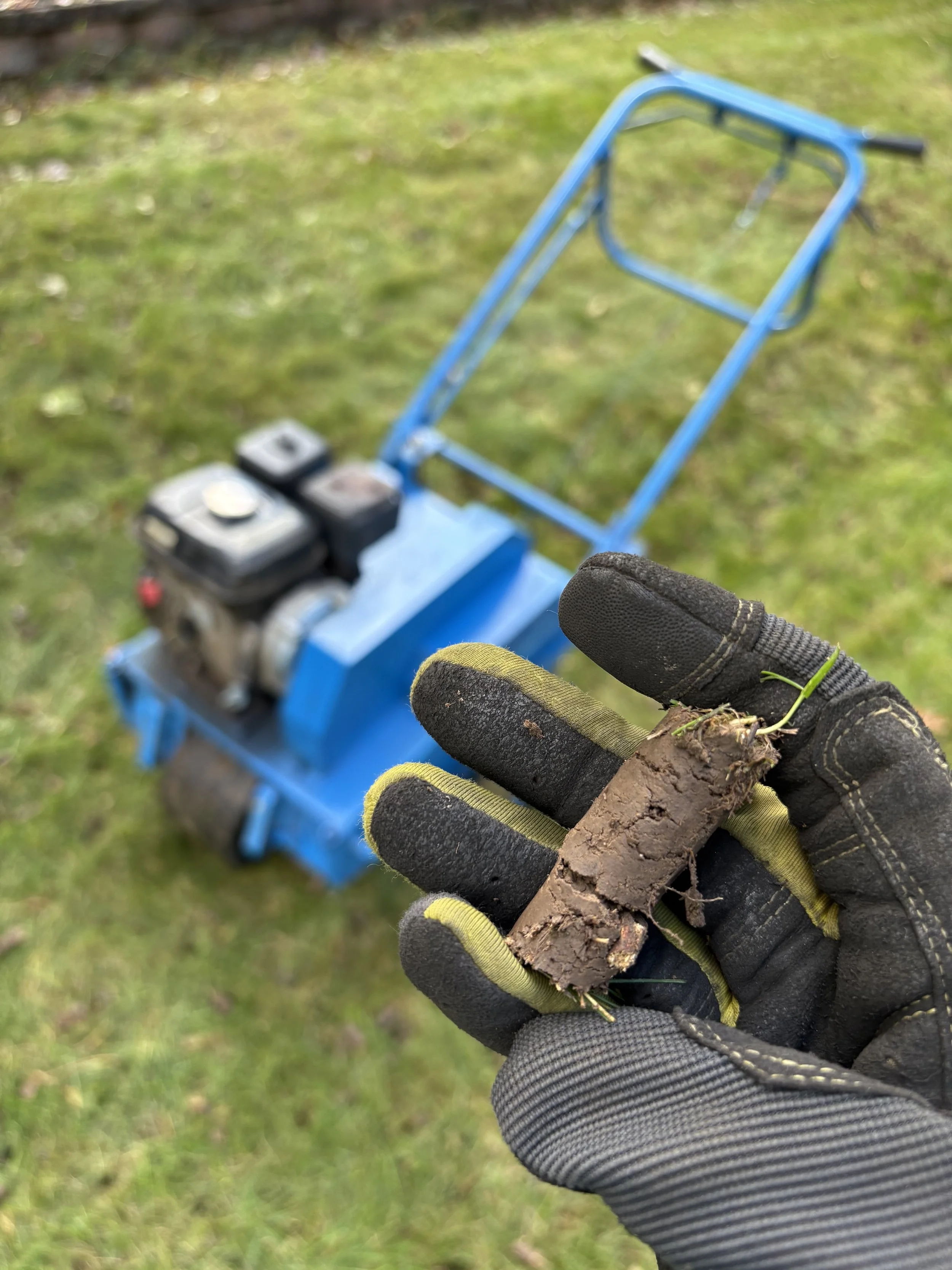A person wearing a work glove holding a small piece of dirt with roots, grass, and soil attached, with a blue lawn aerator in the background on a grassy lawn.