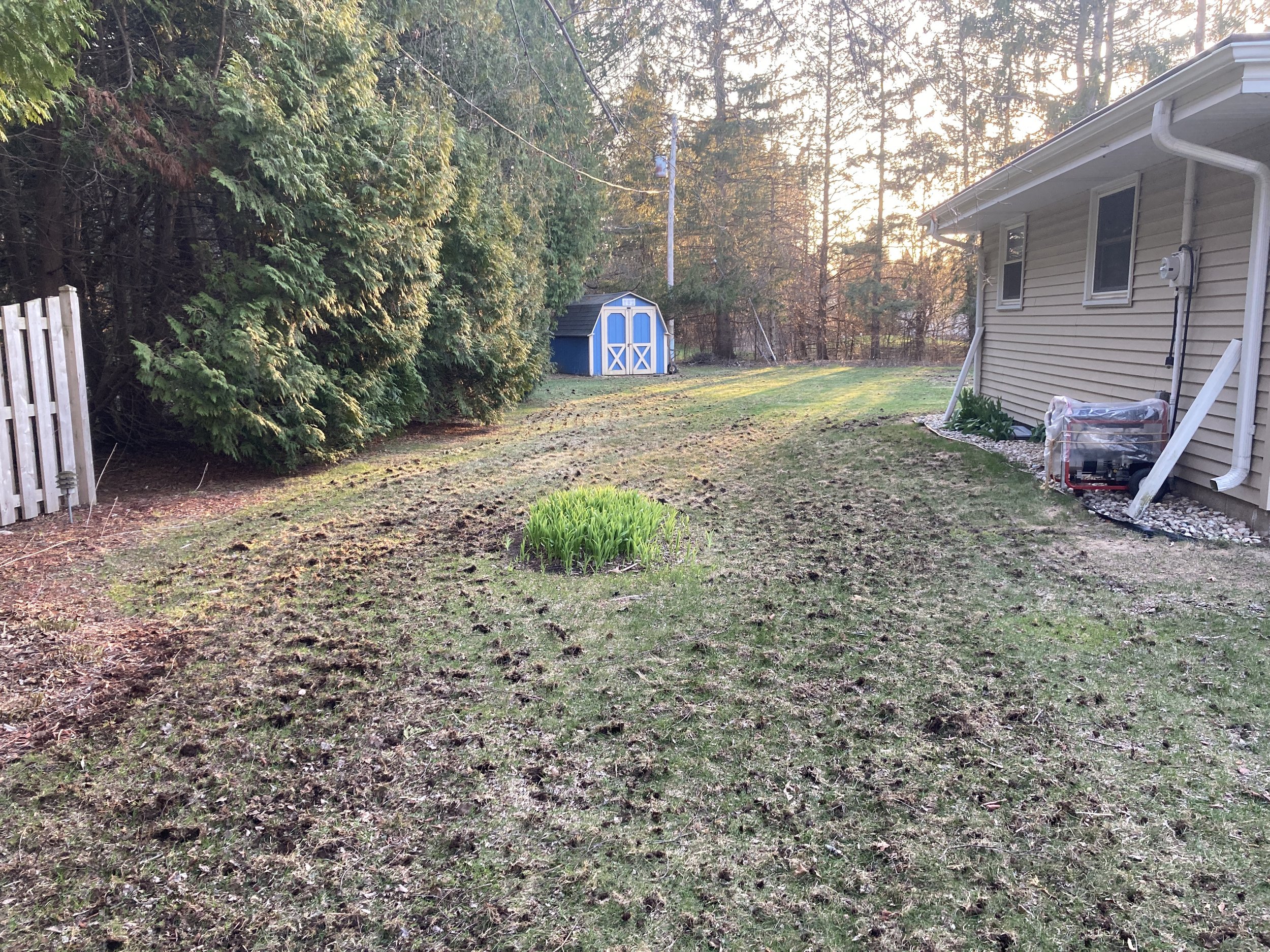 Freshly aerated Backyard with a lawn, a gardening area, a beige house on the right, a blue shed in the distance, and trees lining the yard at sunset.