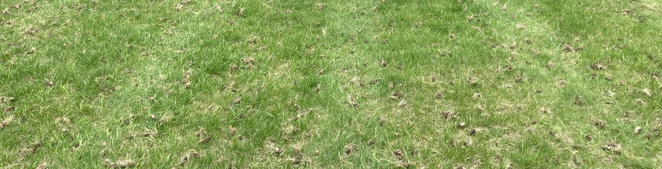 A close-up of a grassy lawn with patches of green grass and areas of dry, brown grass.