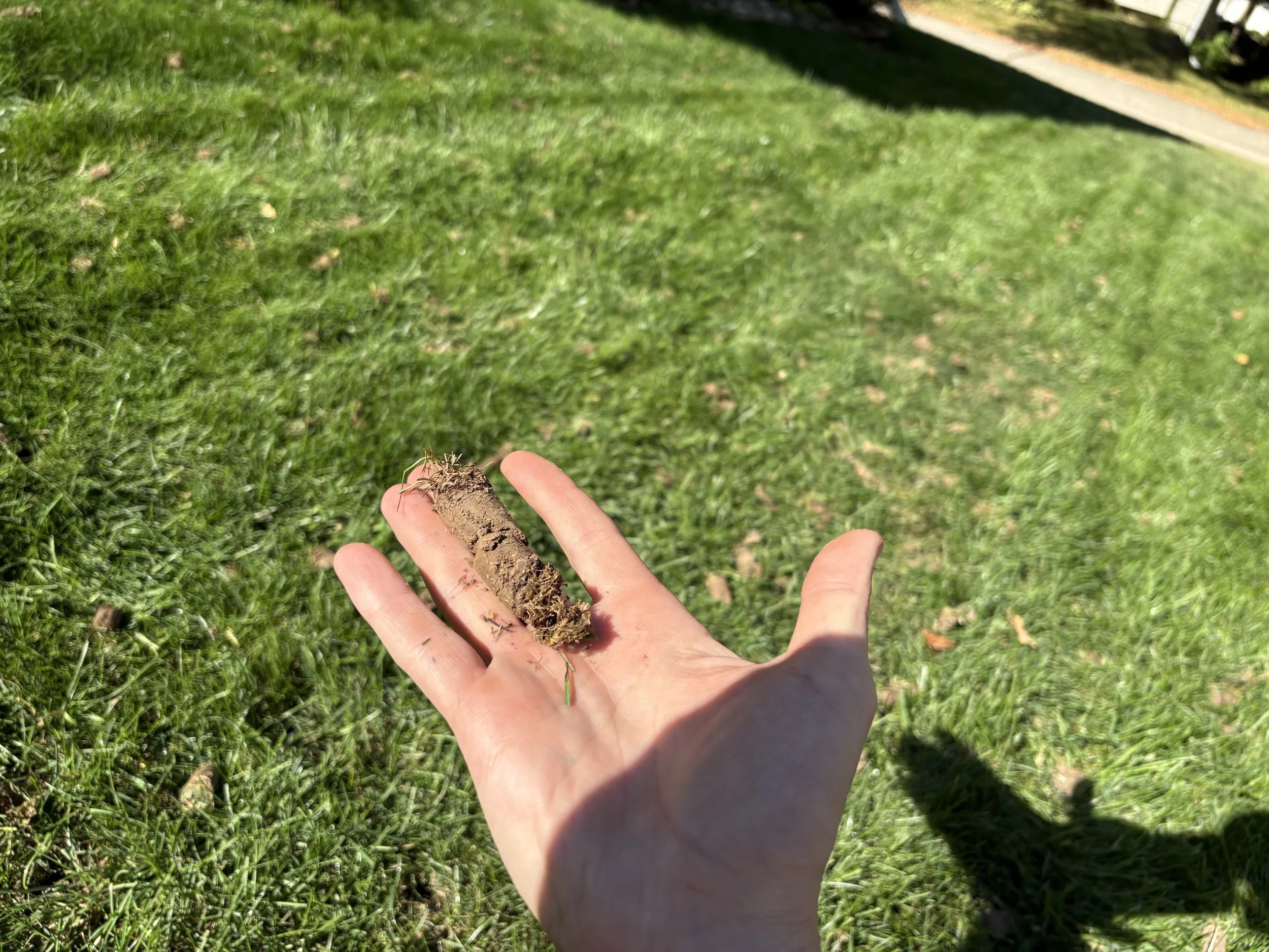 A person holding a brown, dirt-covered earthworm on their hand outdoors on a sunny day with green grass in the background.