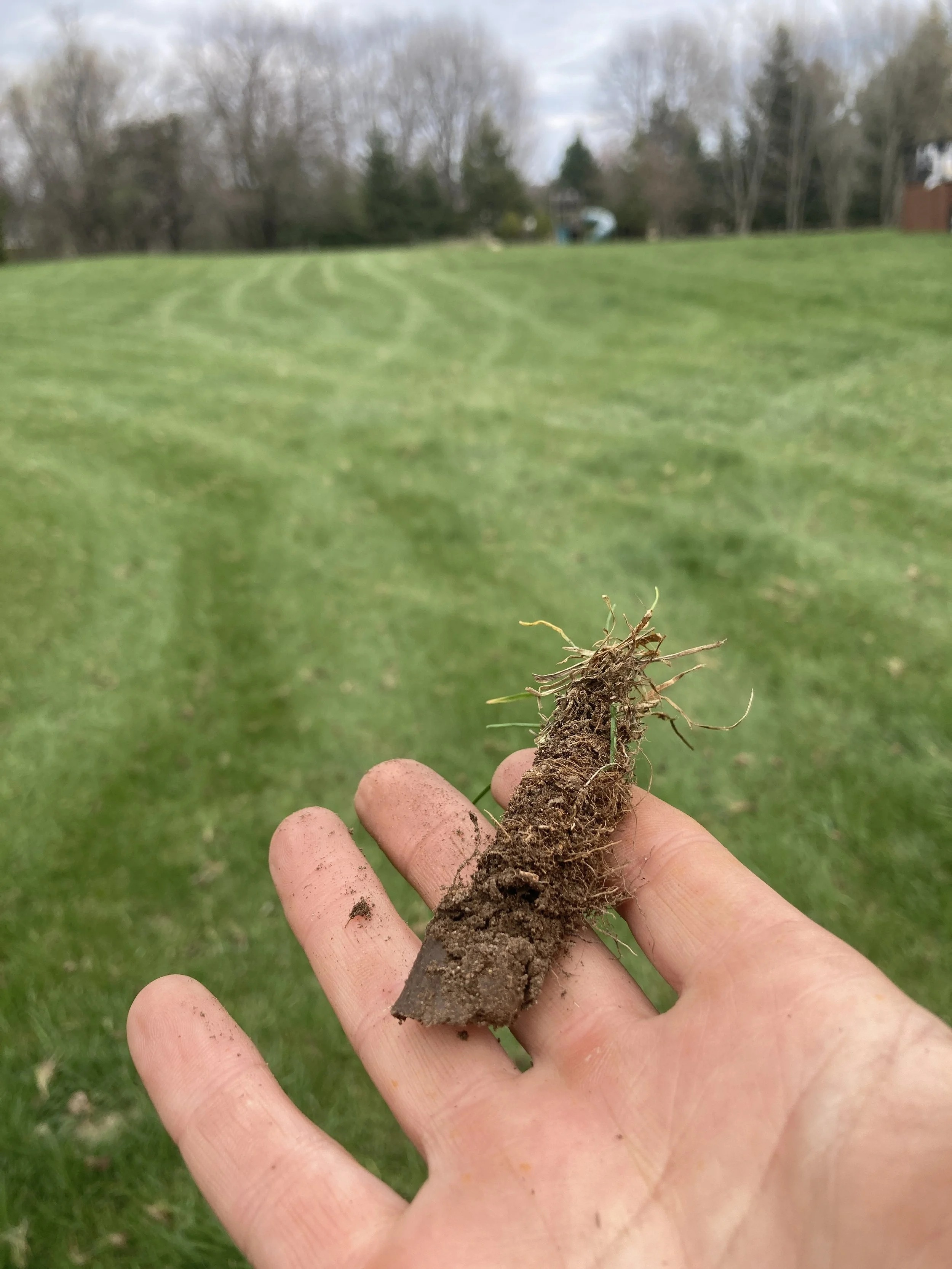 Deep cores from aerating a lawn in Hartford WI
