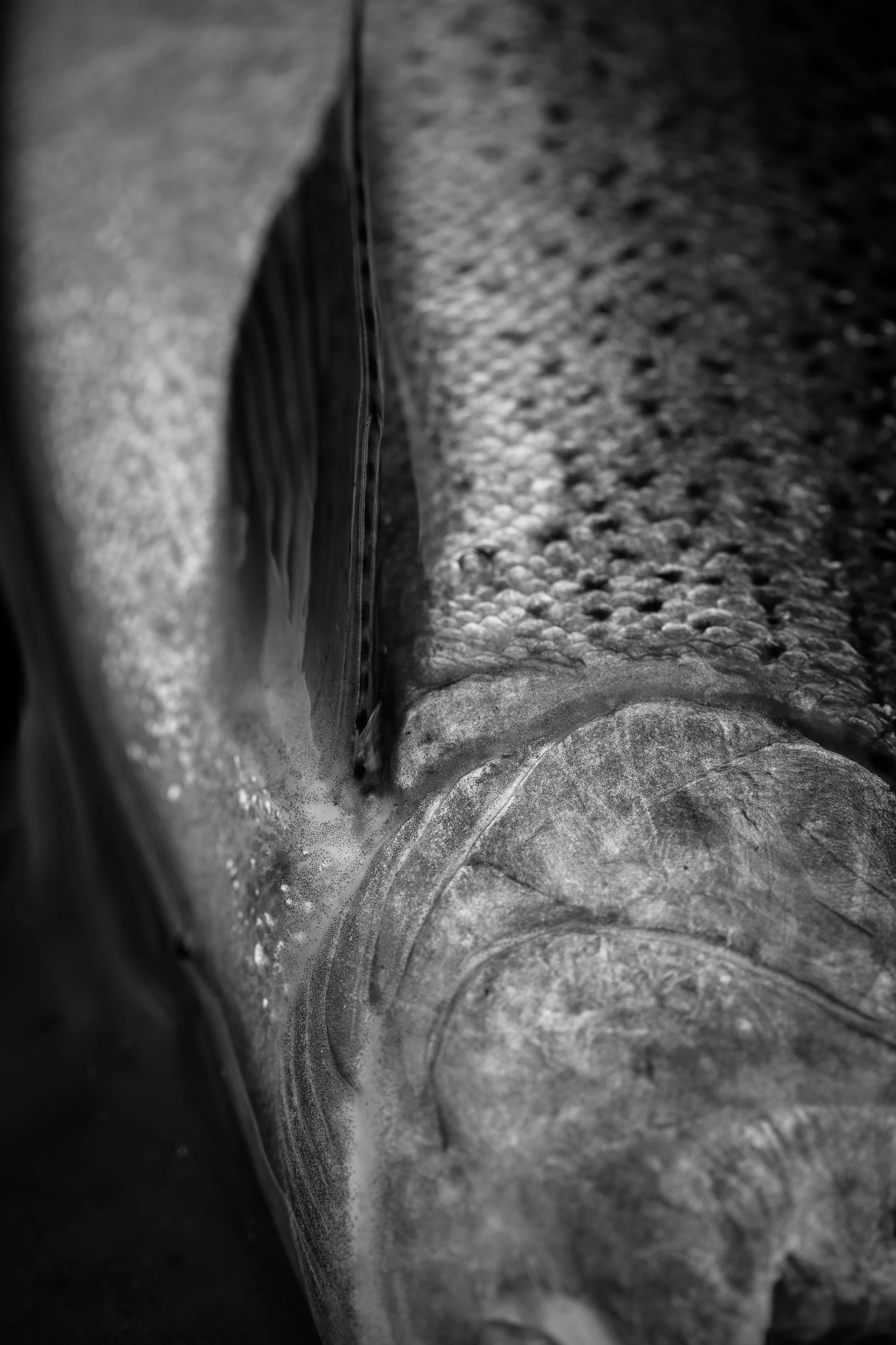 _P1A5607.jpg