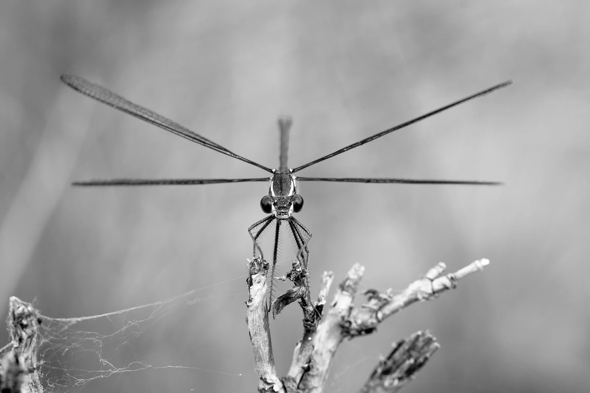 Swampy Upper -120.jpg