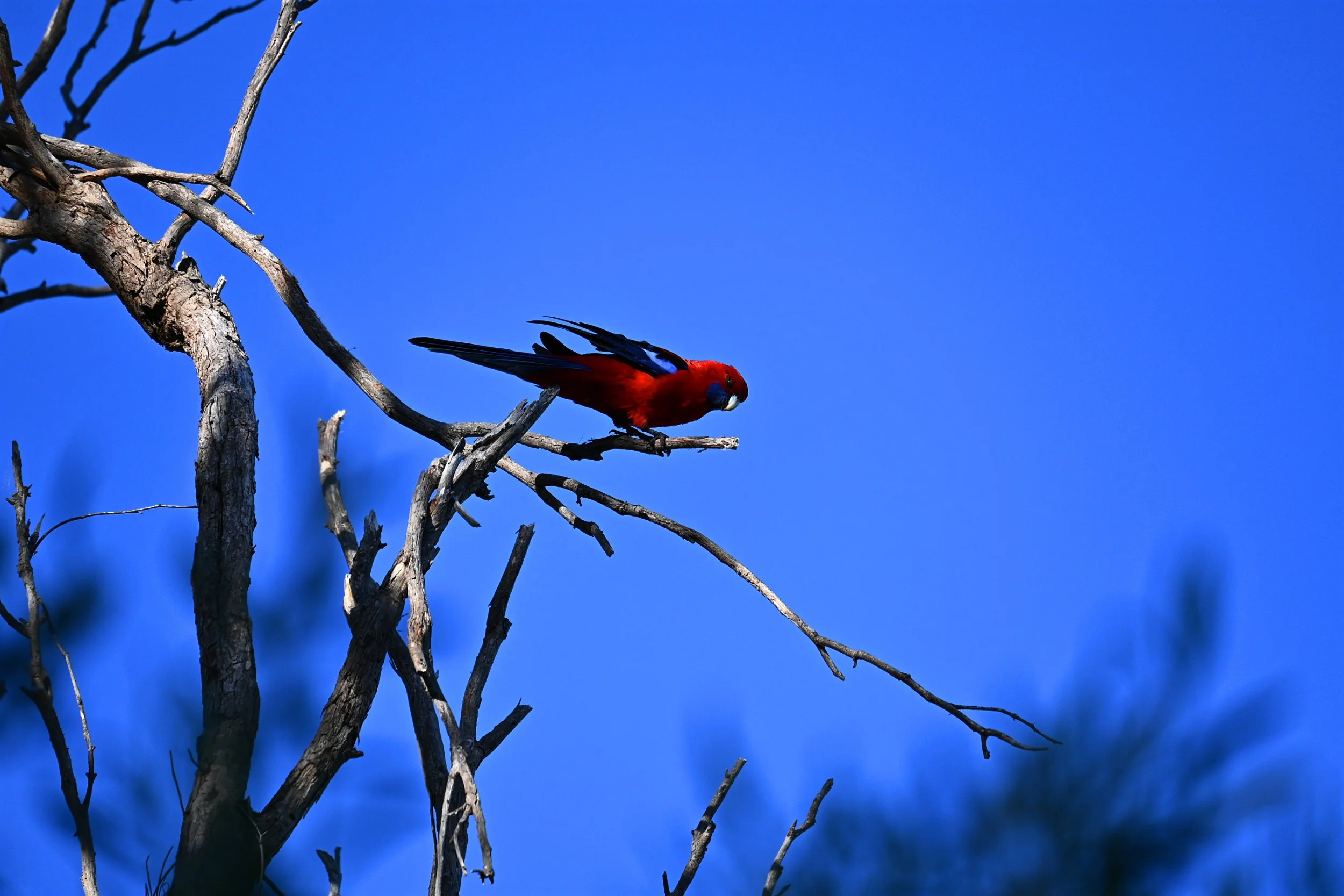 Rosella Ready To Go.jpg