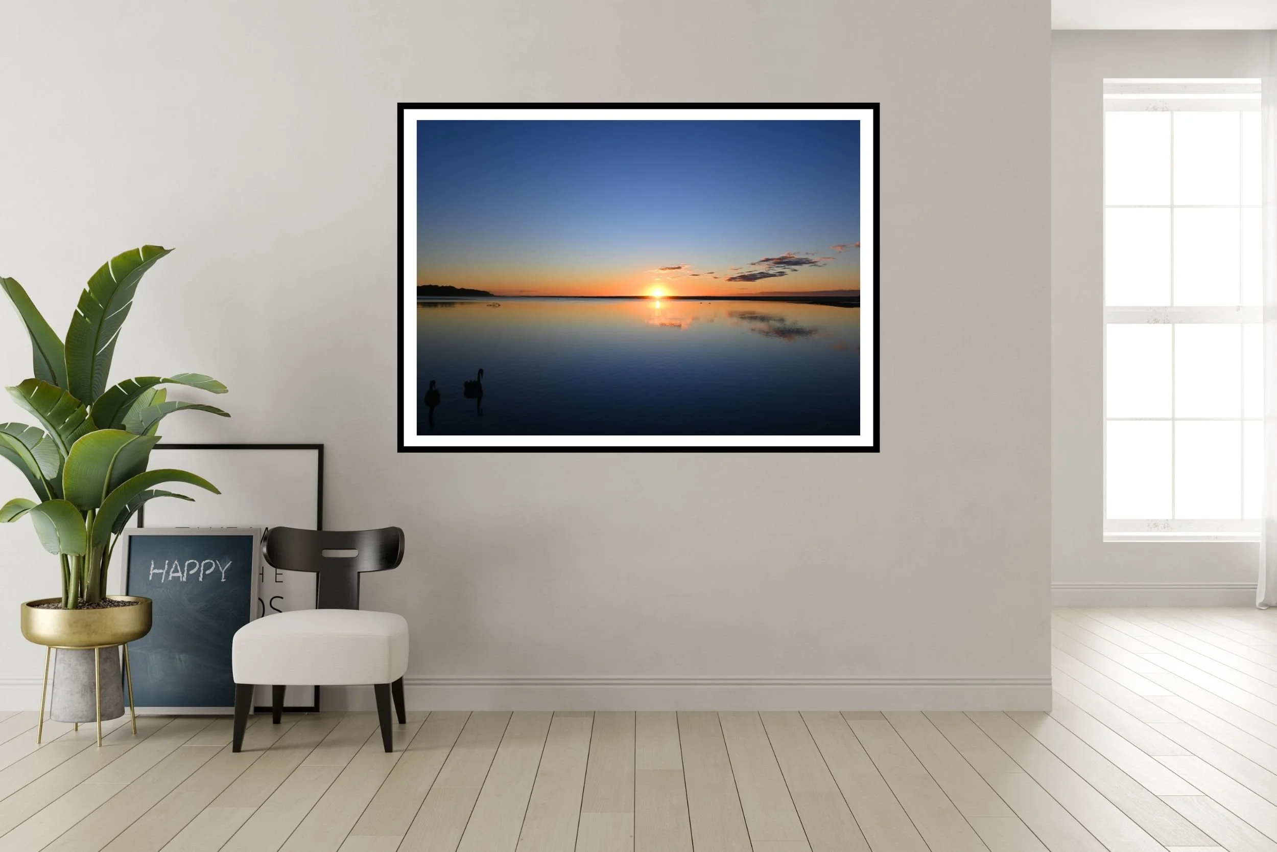 A scenic photograph of two black swans swimming together at sunrise at Lake Tyers Beach Victoria, Australia.