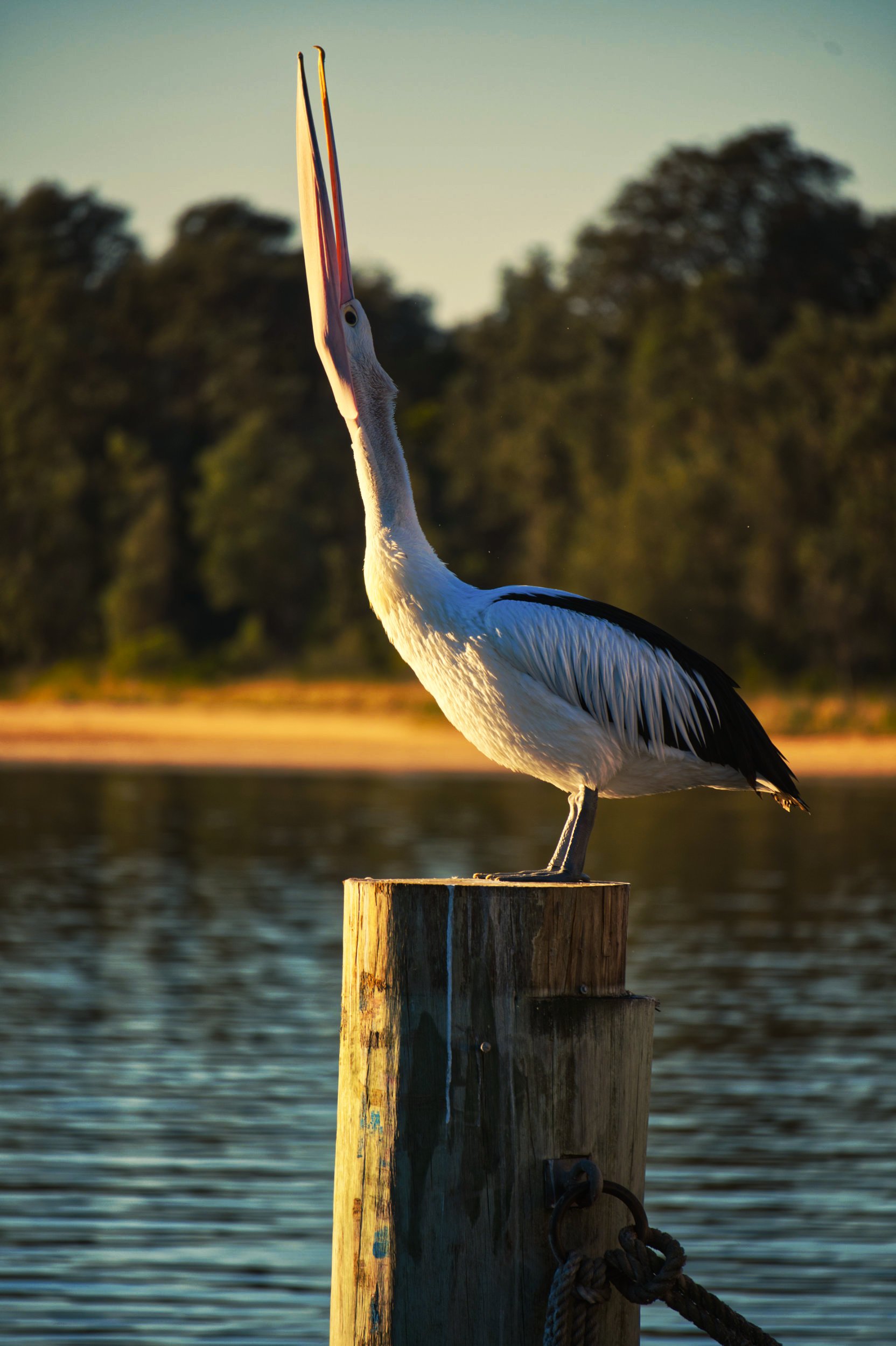 Pelican Call