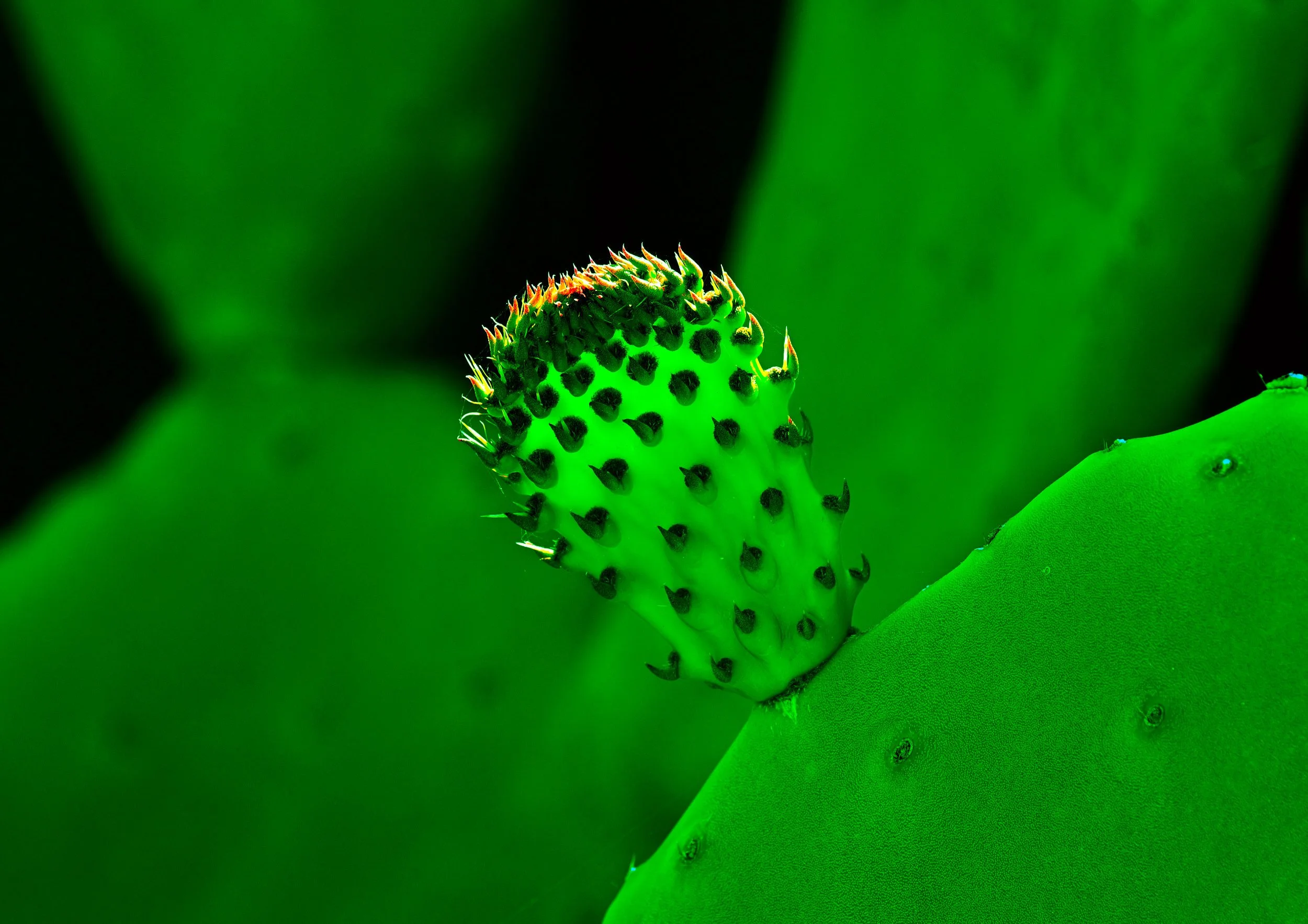 Close-up of a green cactus with spines and a new growth bud emerging, surrounded by green cactus pads.